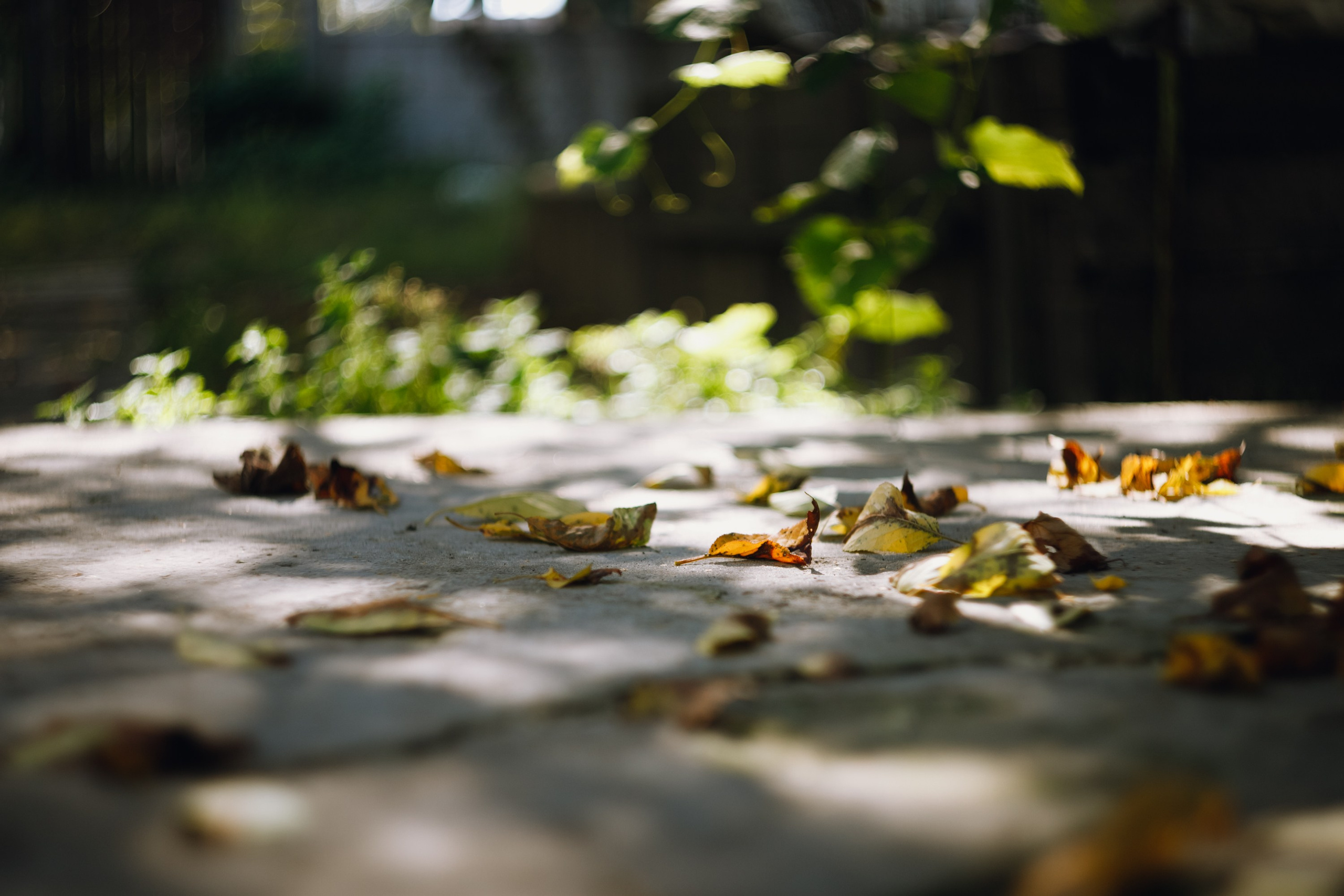 Grandmother's home in Brest. Kaja | fotograf we Wrocławiu | ludzie i psy