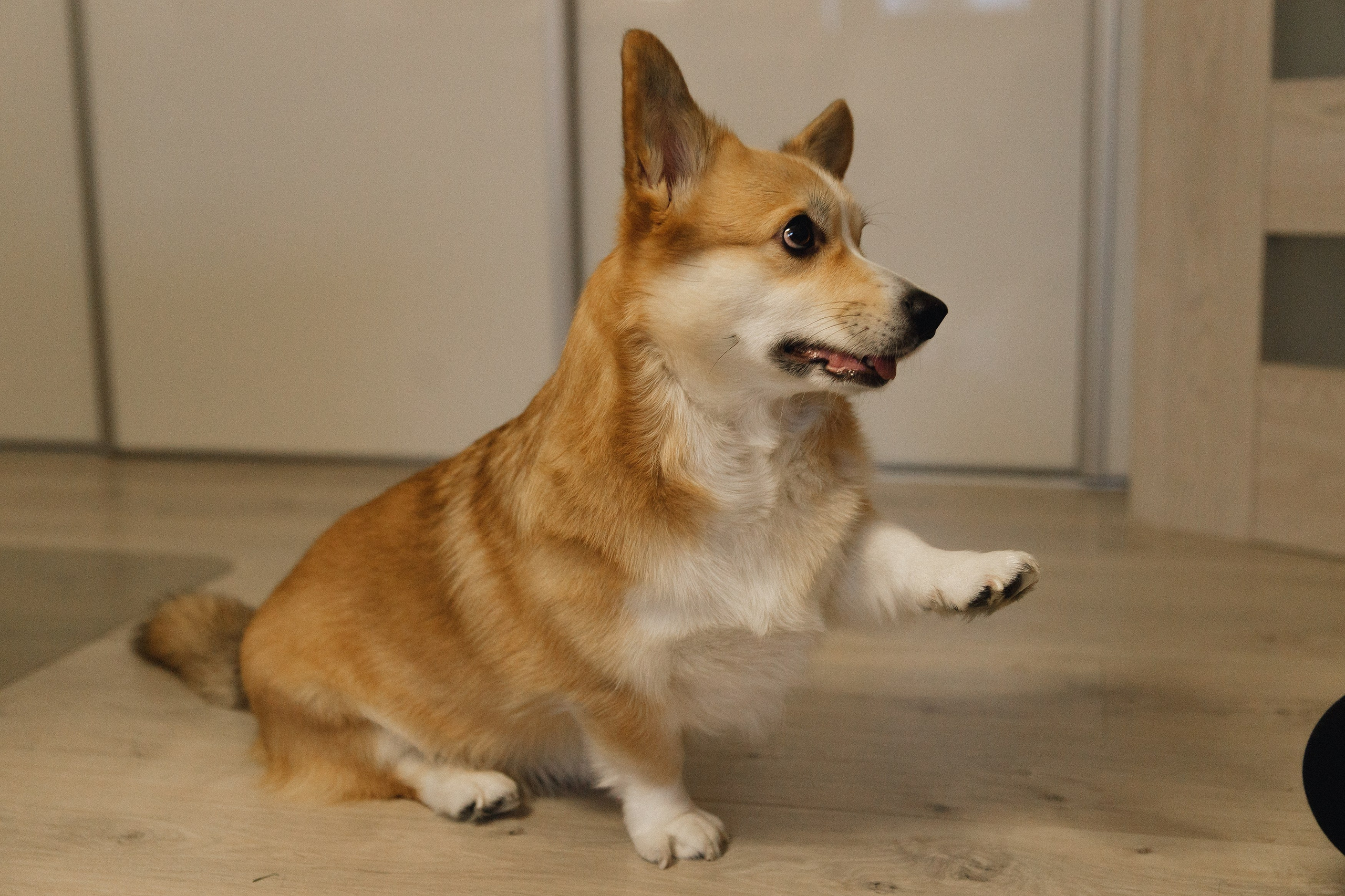 Dasha & Daisy. Kaja | fotograf psów we Wrocławiu