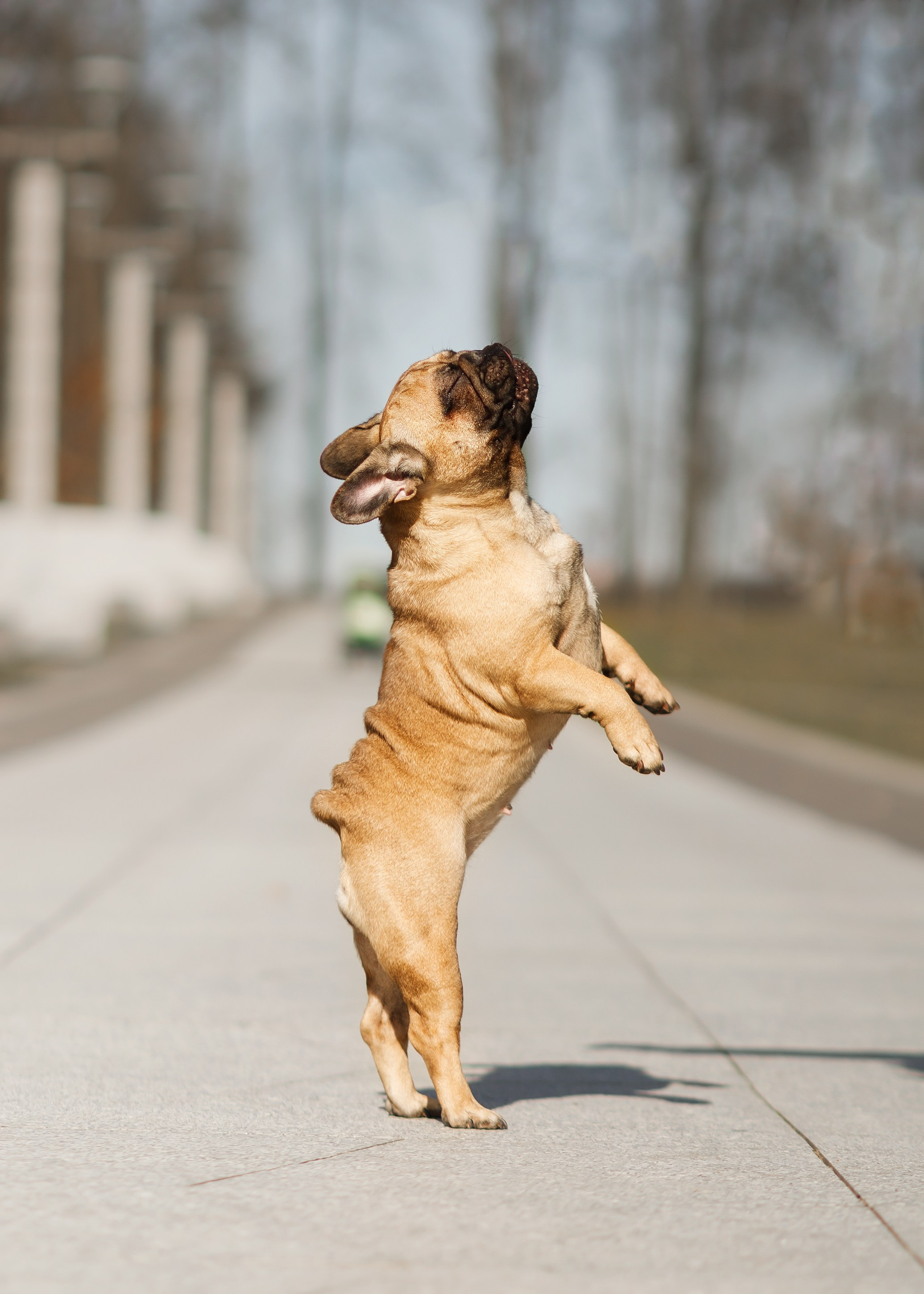 Autumn photo day for dog handler. Kaja | fotograf we Wrocławiu | ludzie i psy