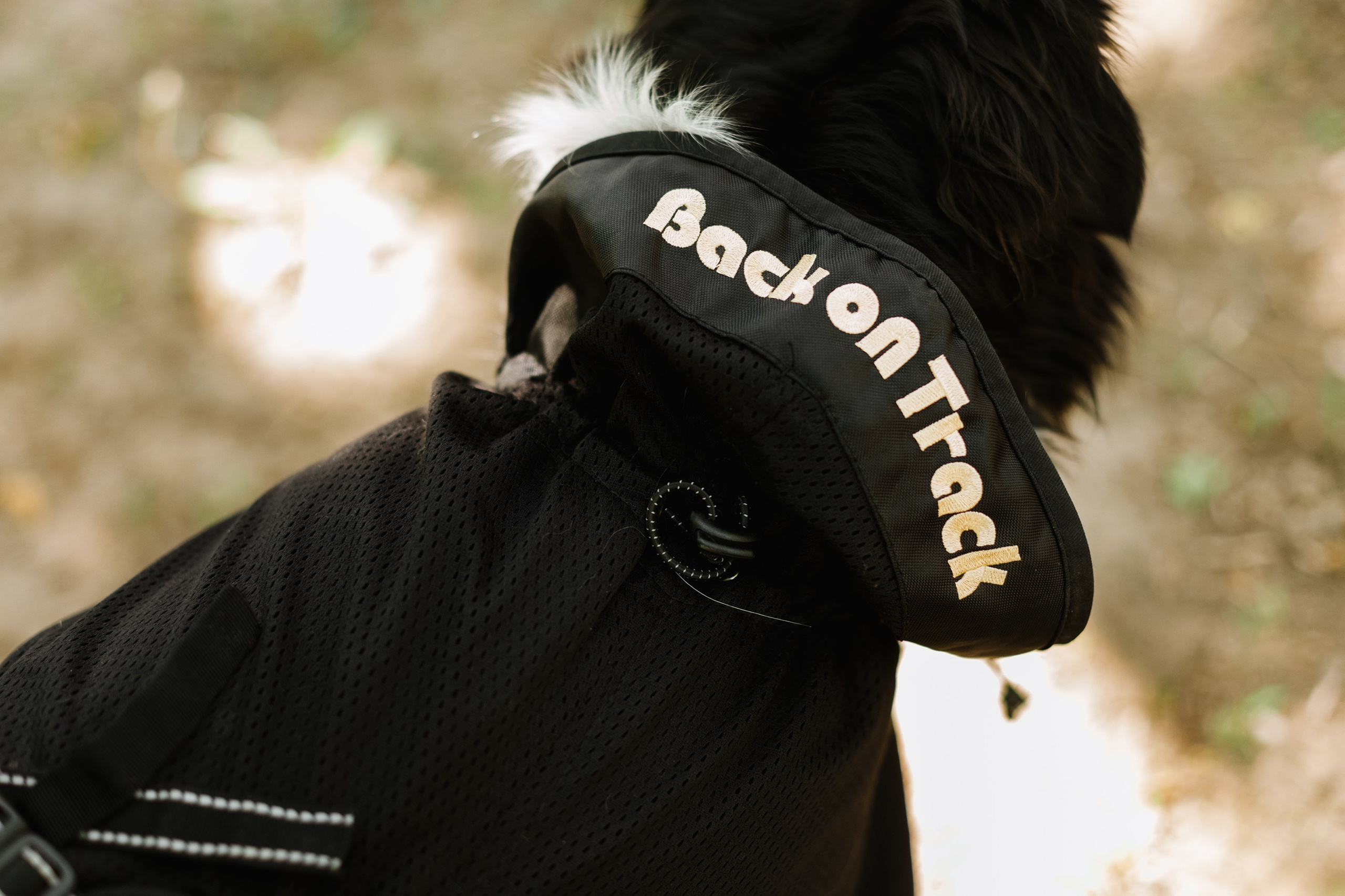 Dog trainer blog content. Kaja | fotograf we Wrocławiu | ludzie i psy