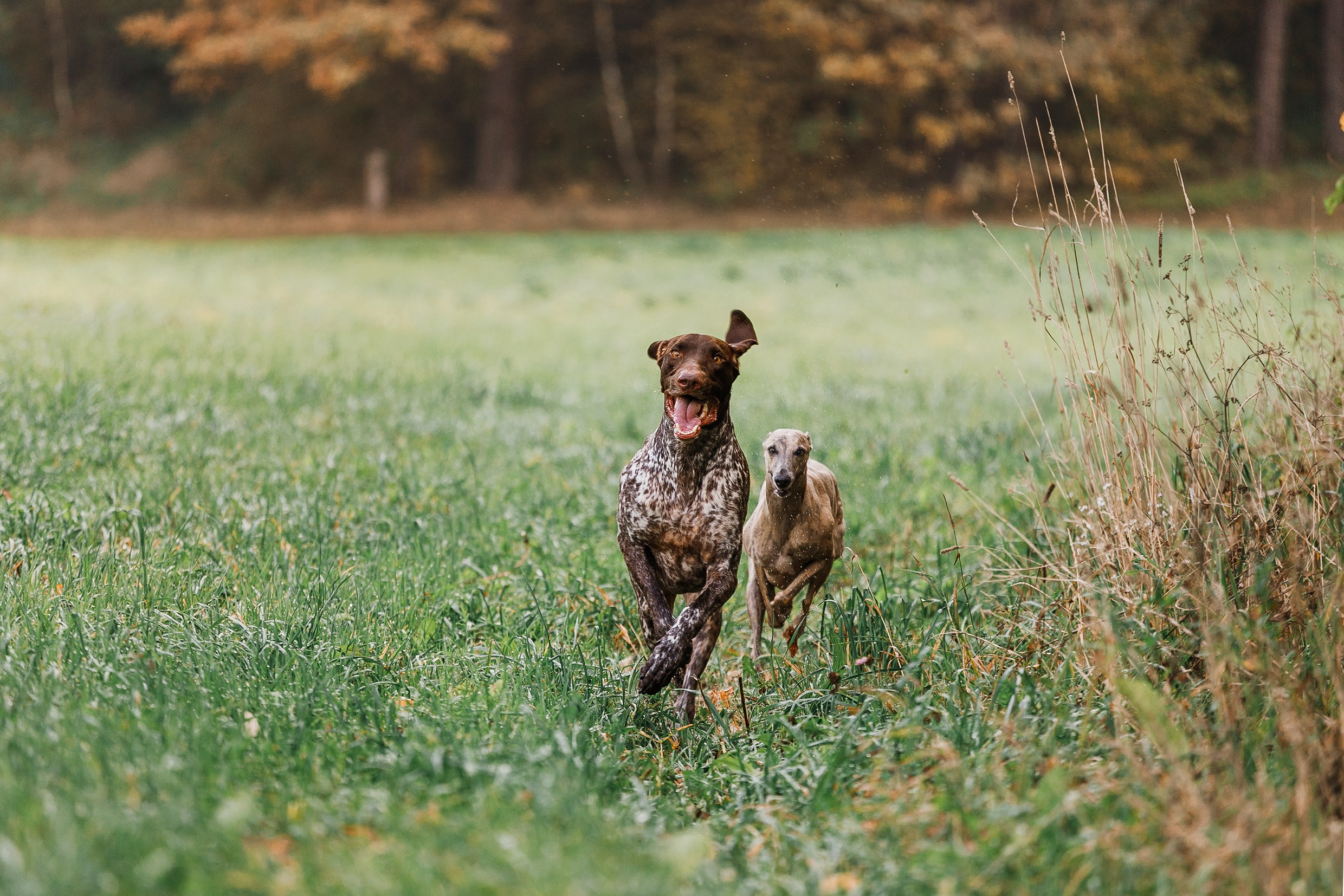 «Kasmach» dogs ammunition. Kaja | fotograf we Wrocławiu | ludzie i psy