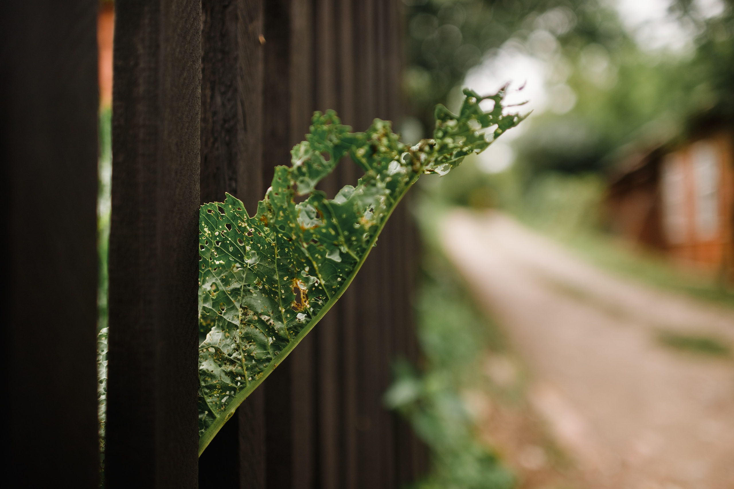 Grodno. Kaja | fotograf we Wrocławiu | ludzie i psy