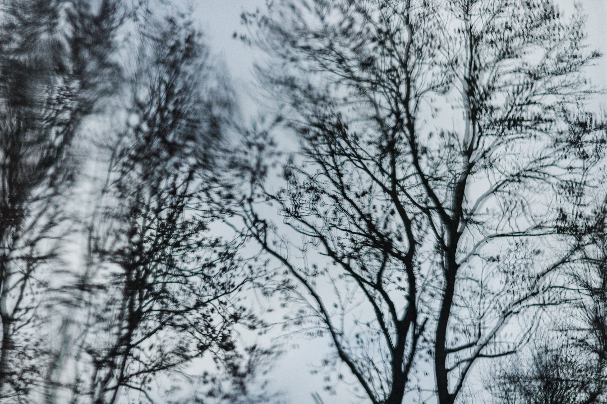 Winter stable. Kaja | fotograf psów we Wrocławiu