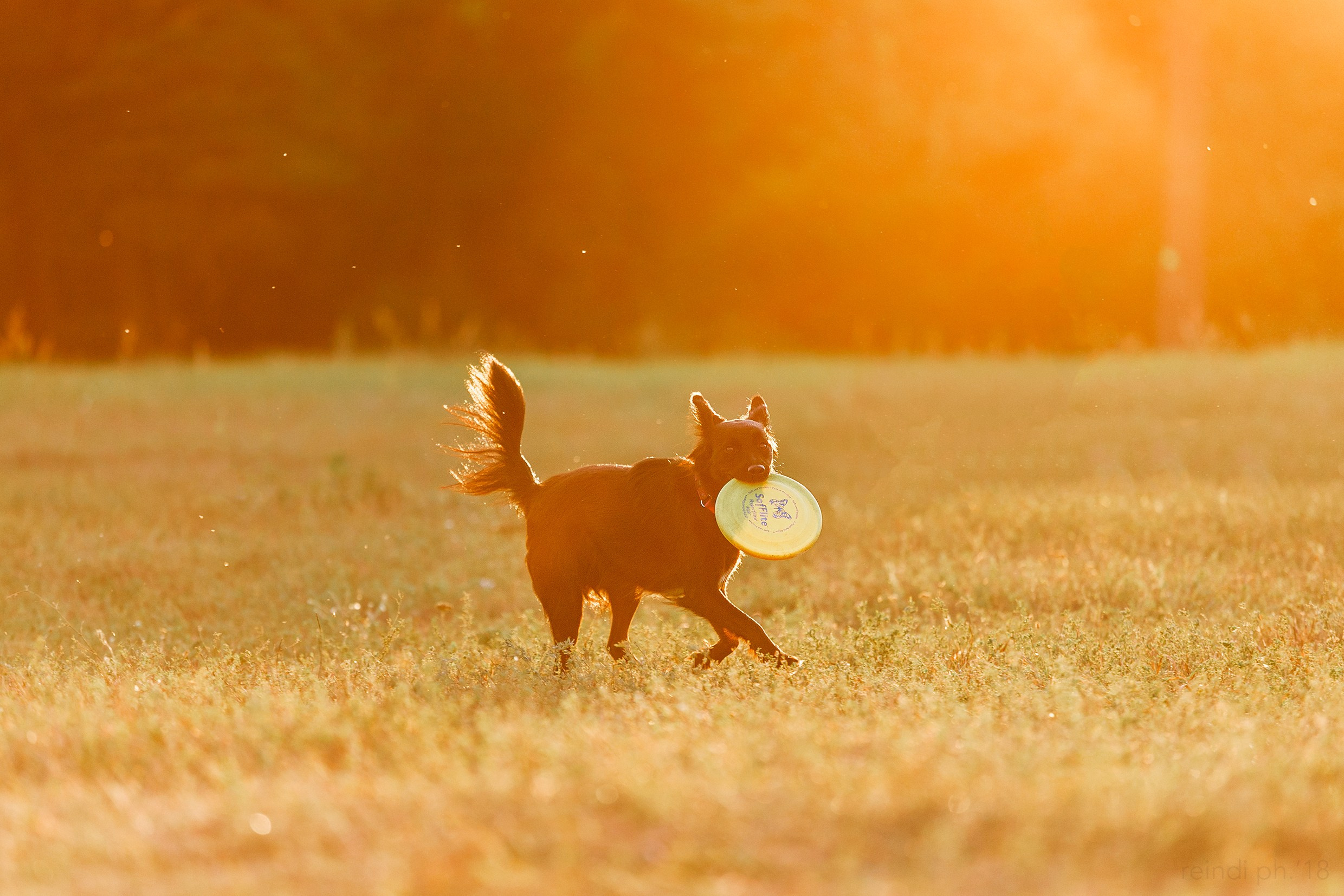 Frisbee training at sunset | summer. Kaja | fotograf we Wrocławiu | ludzie i psy