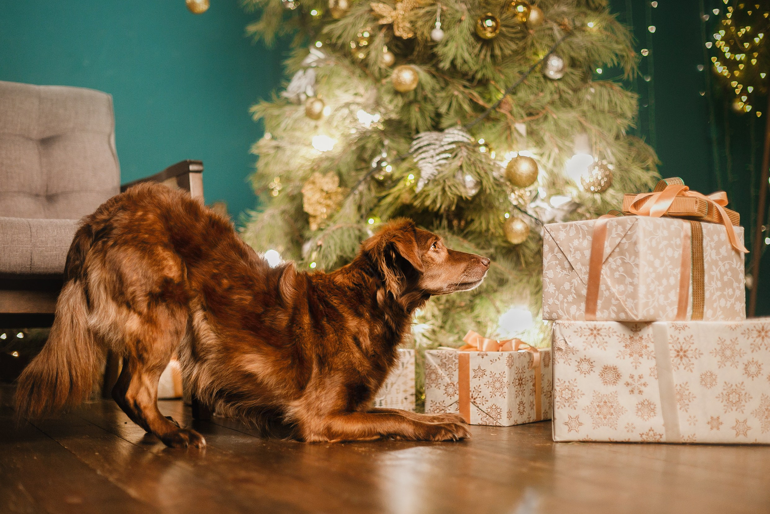 Lana, Edgar and Mucha | new year studio. Kaja | fotograf psów we Wrocławiu