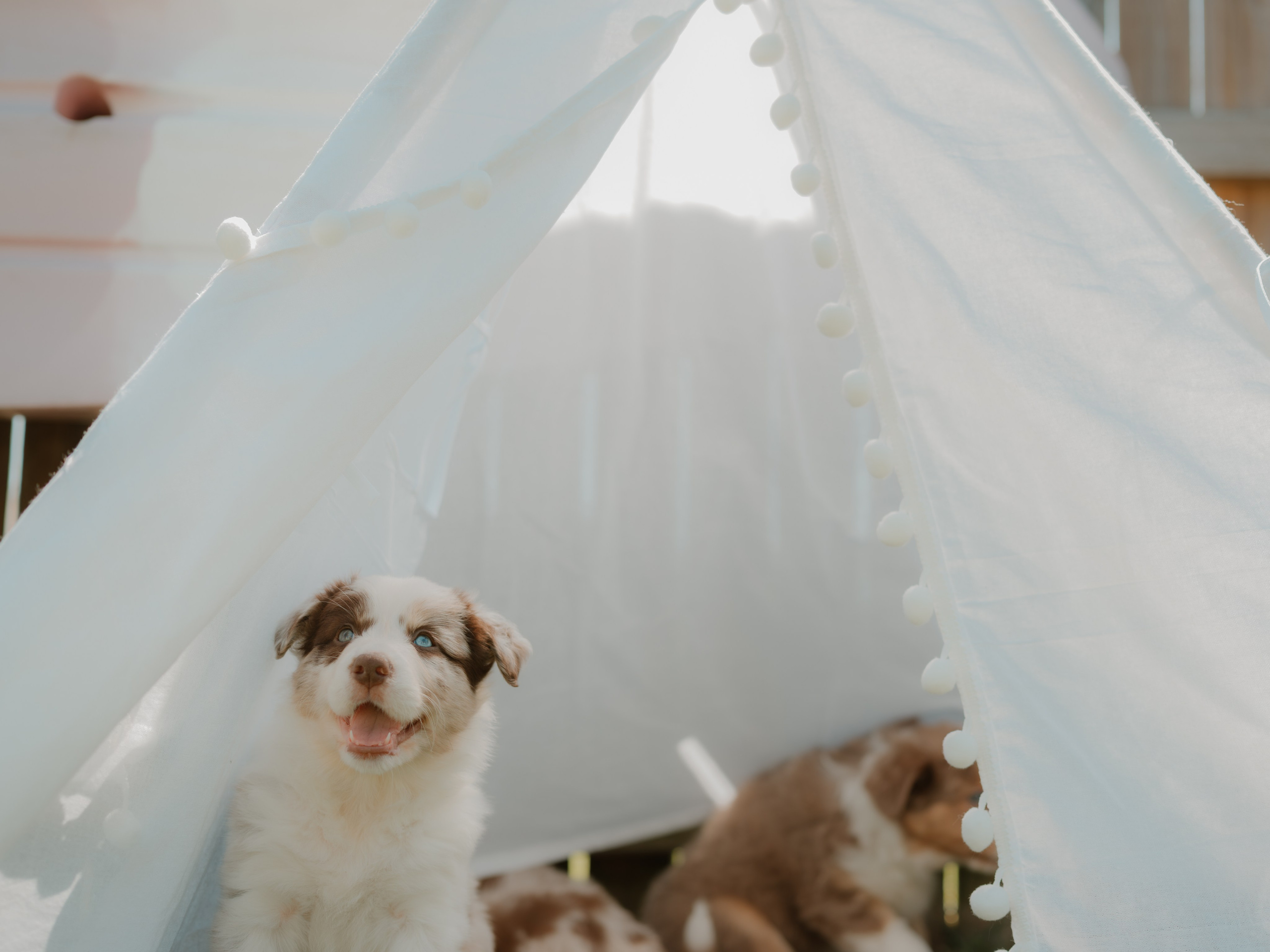 Goldies Collies — Pups. Natural and candid photography Jean Santiago