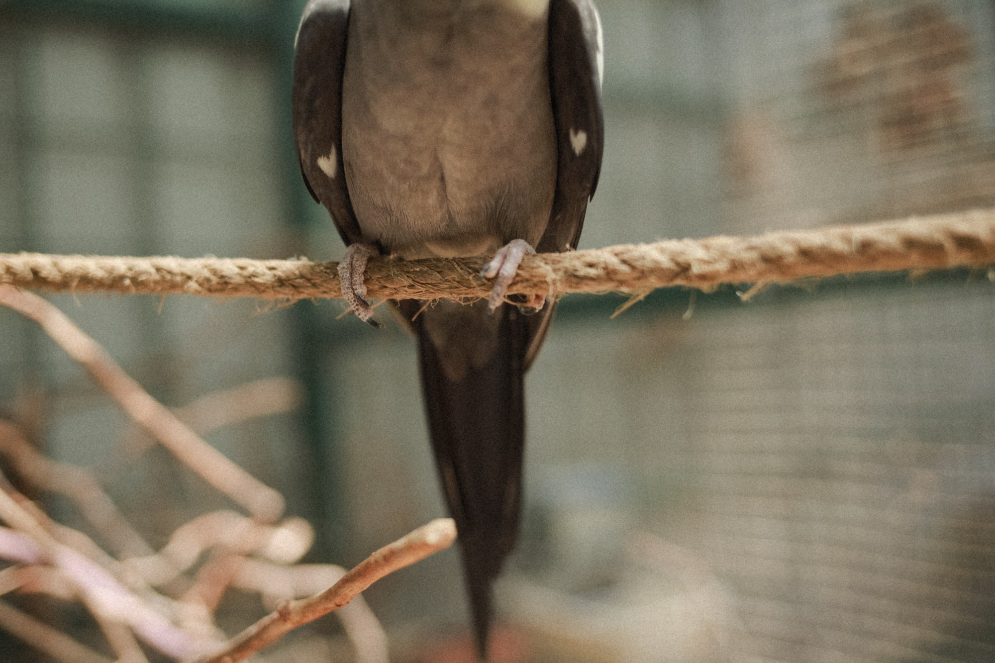 BIRDS. Marina Kálcheva – Photographer & Visual Artist in Barcelona