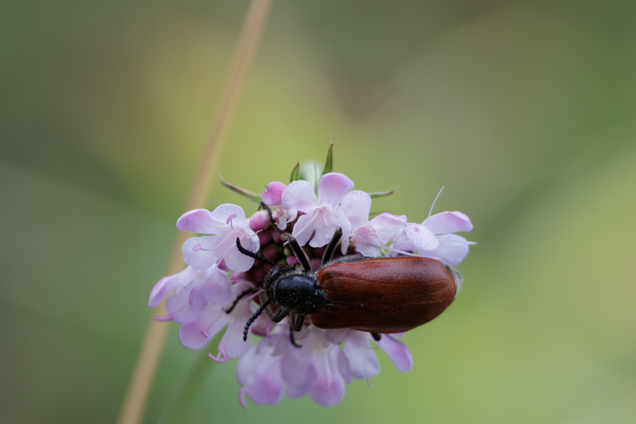გასეირნება წავკისიდან ვაკის პარკამდე. FramefreeMan