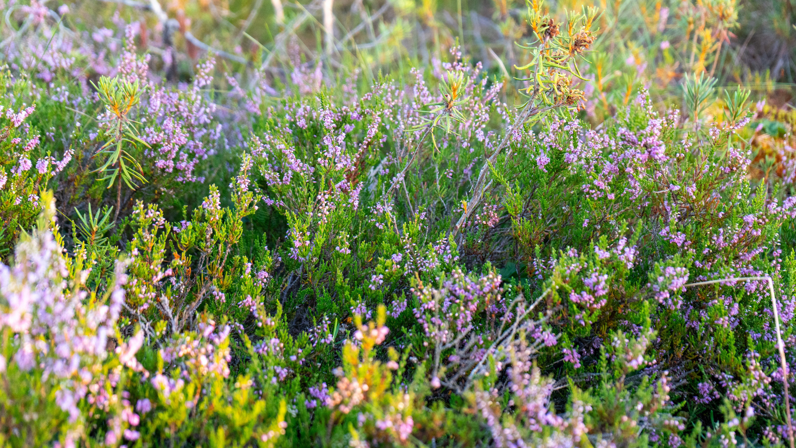 Whispers of Estonia. Photography | Videography | Marketing