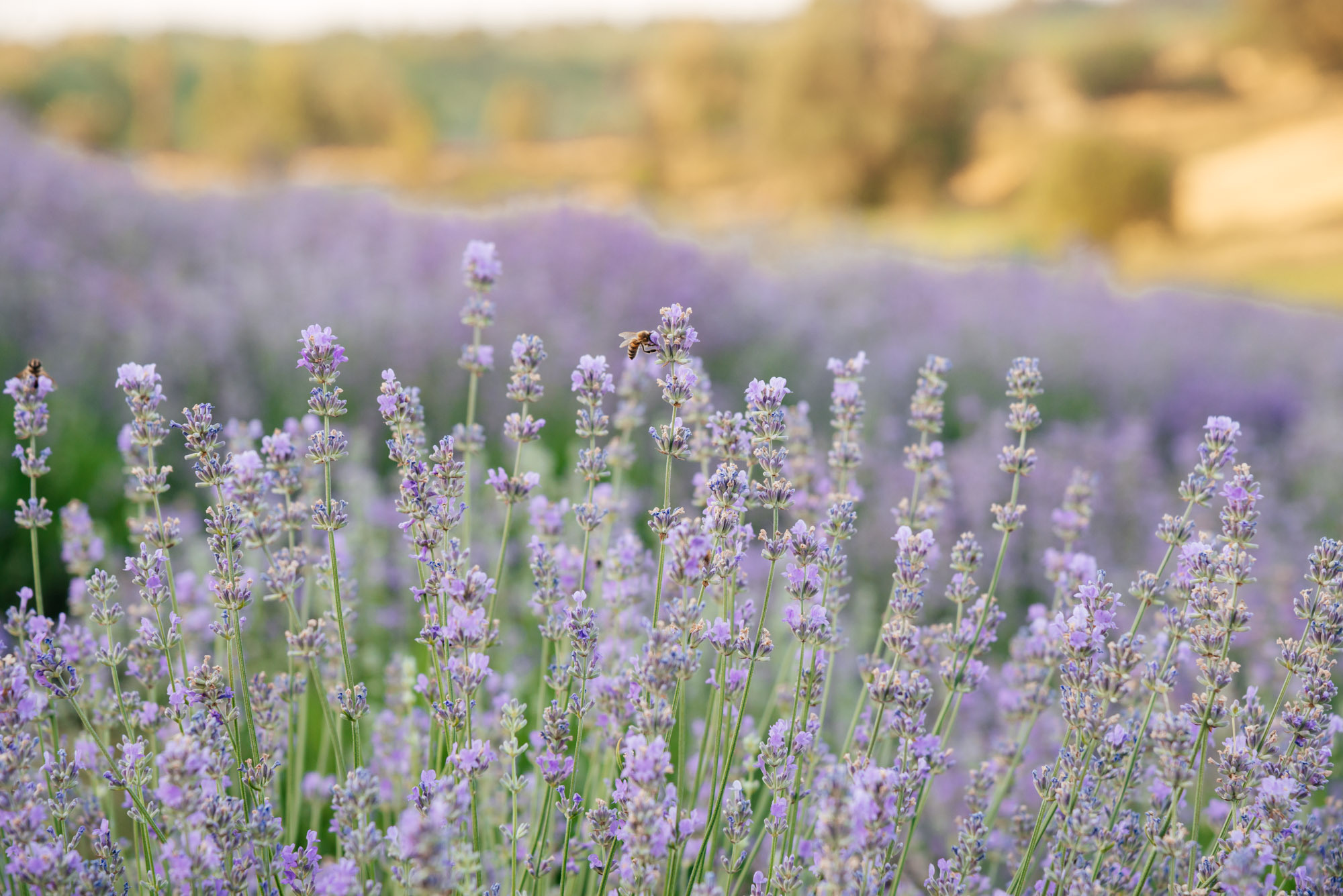 Lavanda Love. Family Lifestyle Photography