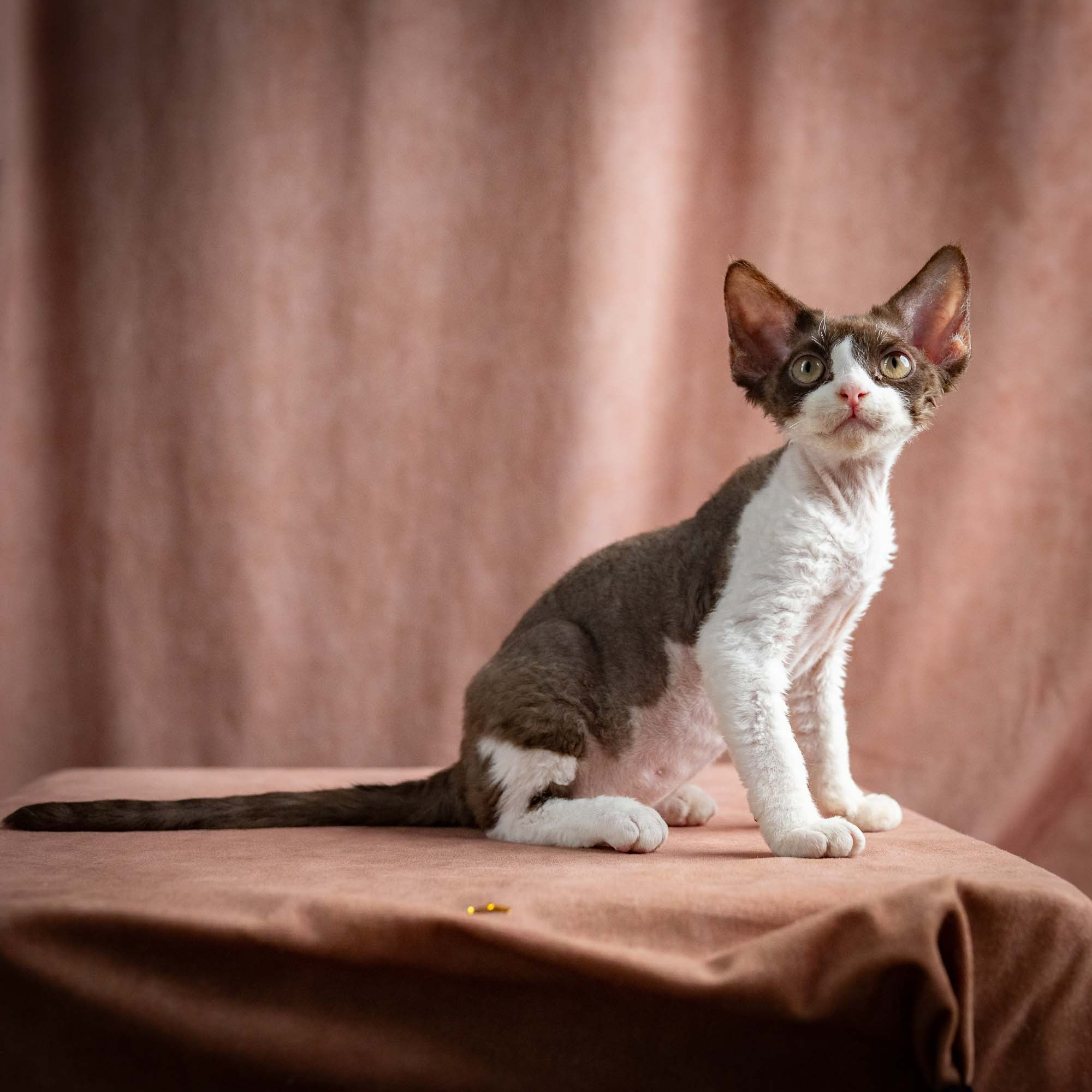 Pascal, boy, born 02.11.26. Devon Rex Pixie Cattery