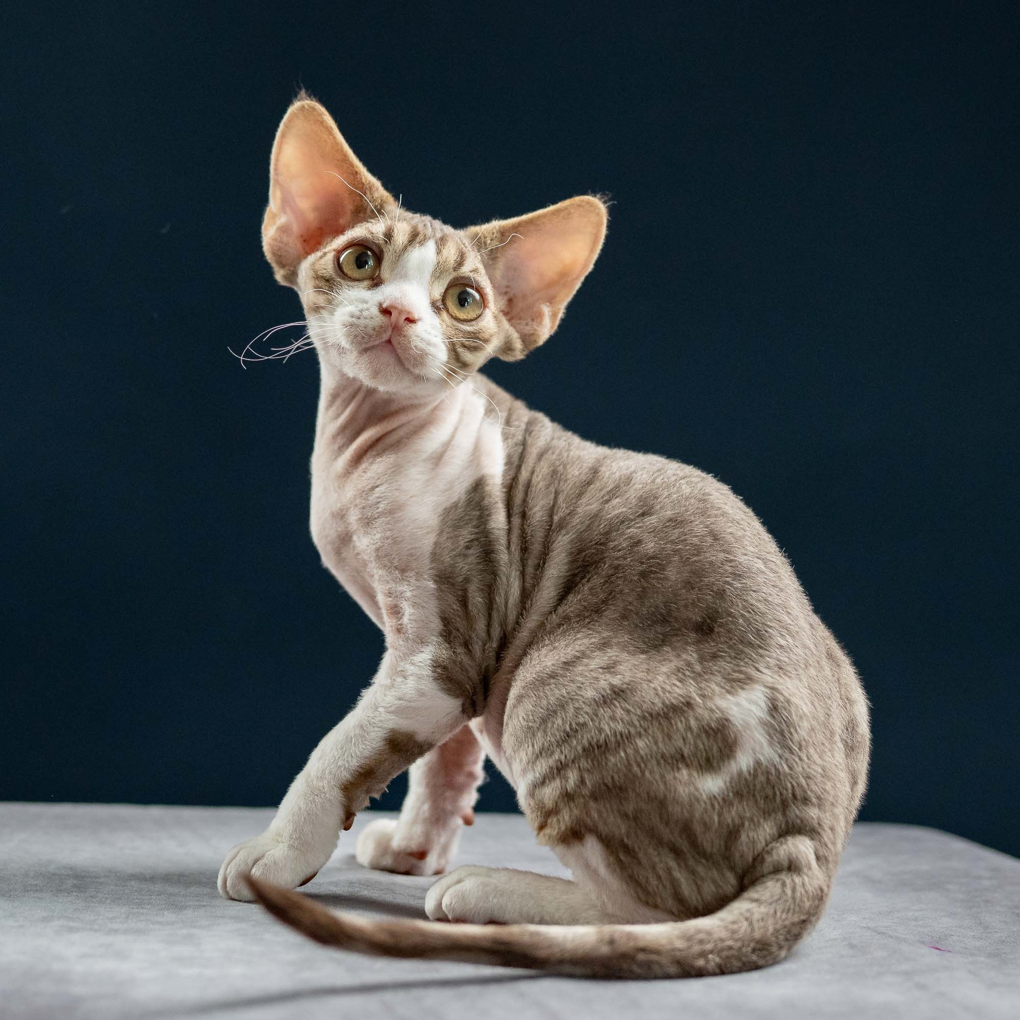 Hugo, boy, born 04.20.25. Devon Rex Pixie Cattery