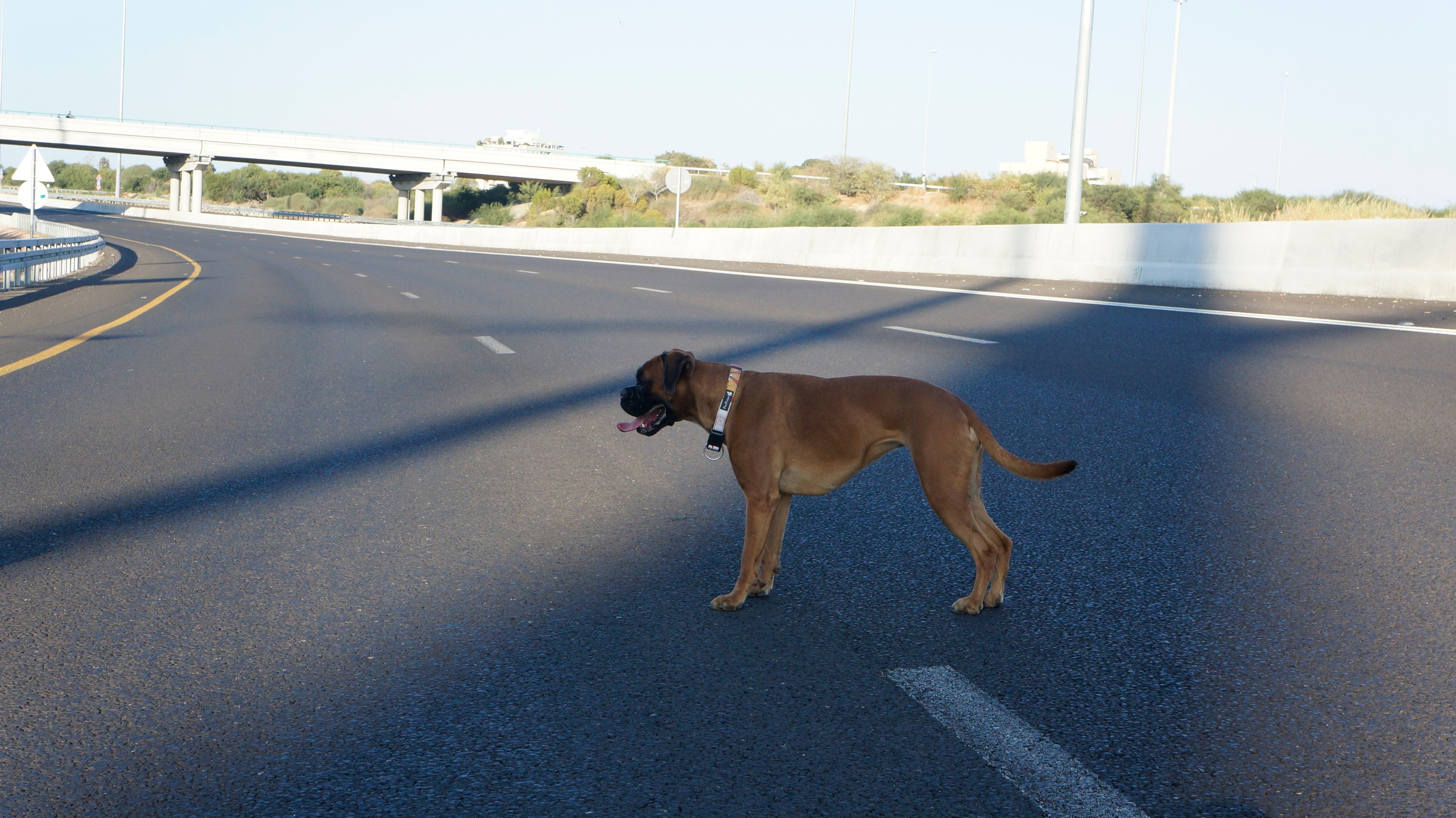 My ״Star״ Boxer Dog