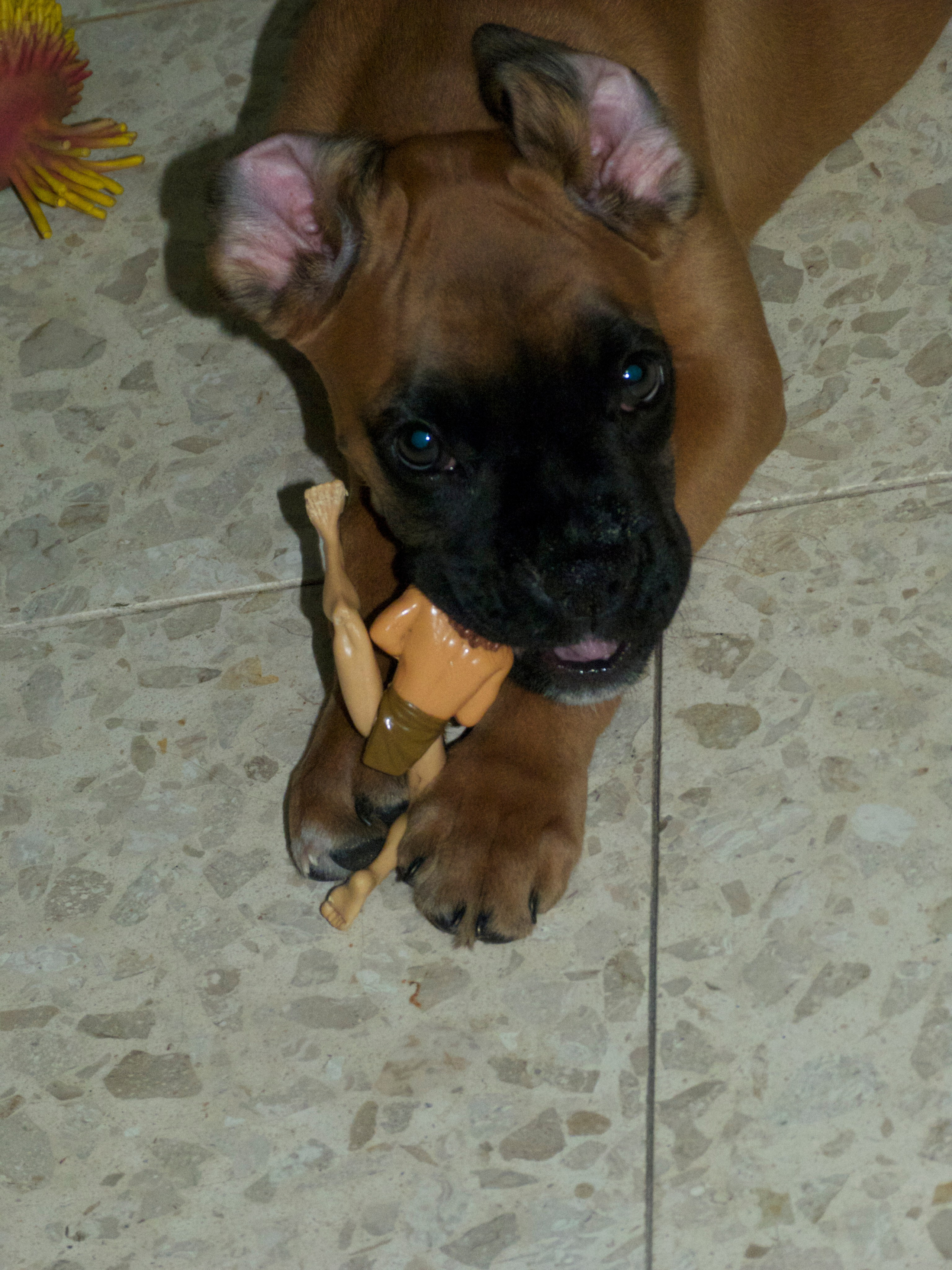 My ״Star״ Boxer Dog