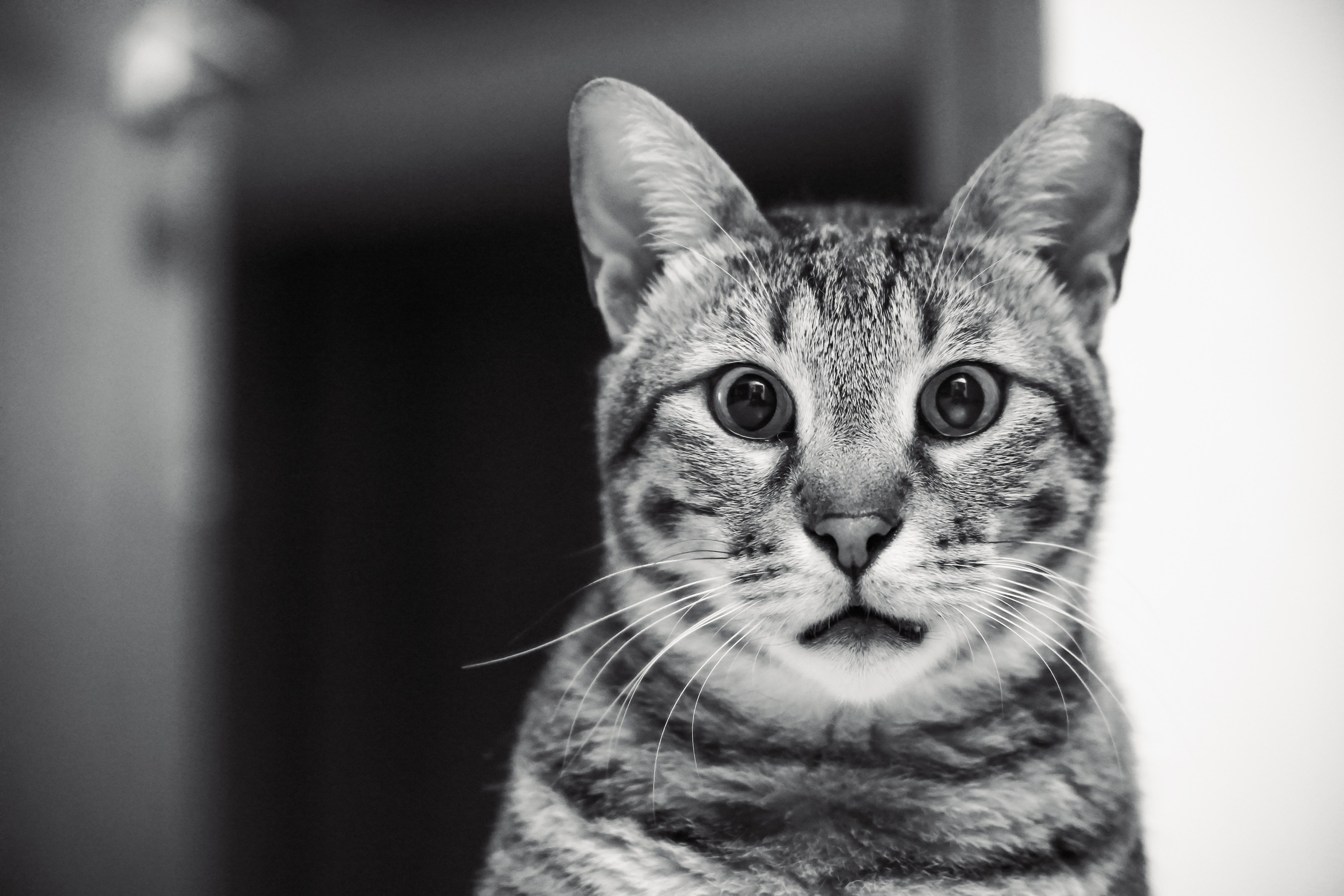 Random cat's. Главное меню