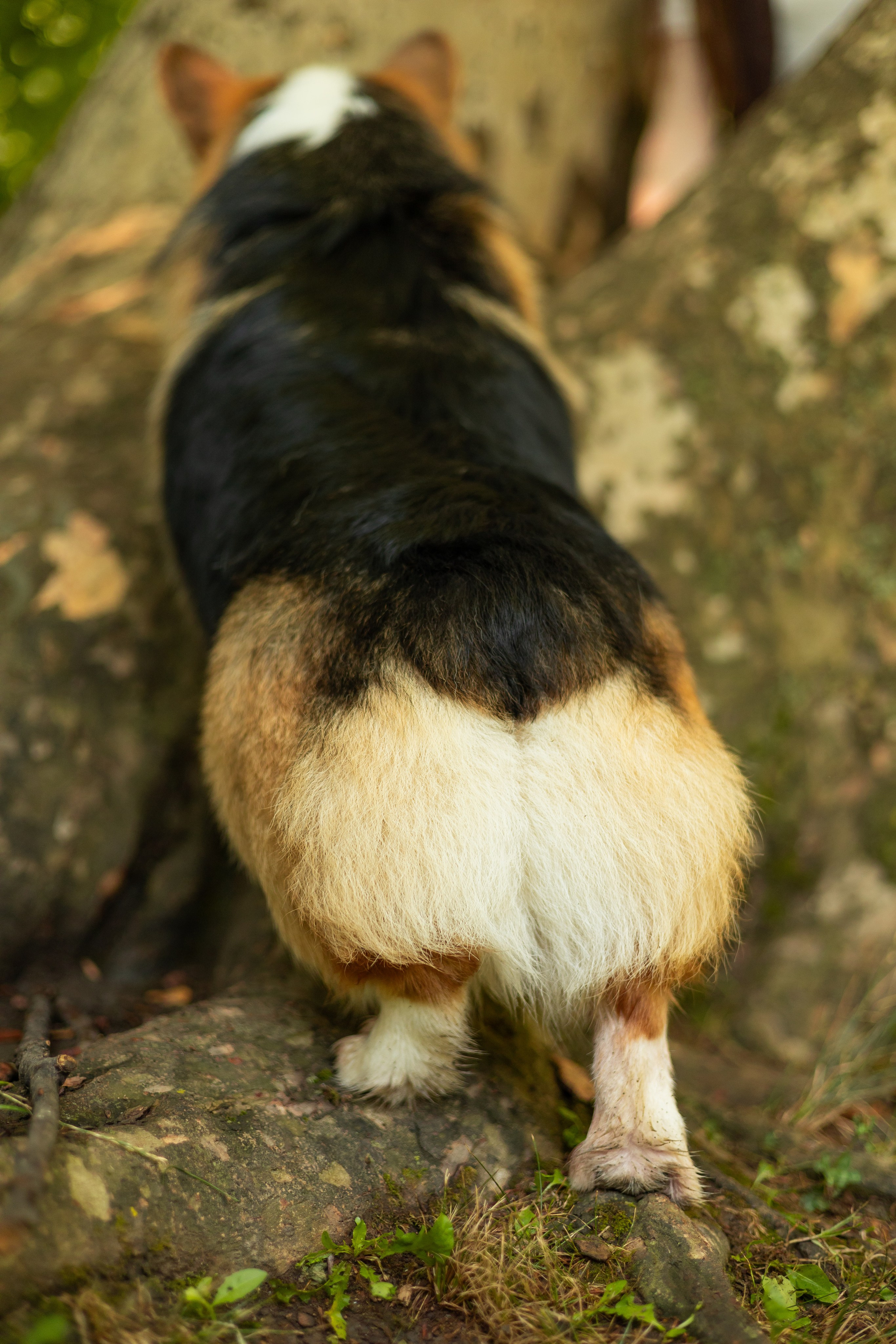 Мария и Санти. Фотограф-анималист | Белград