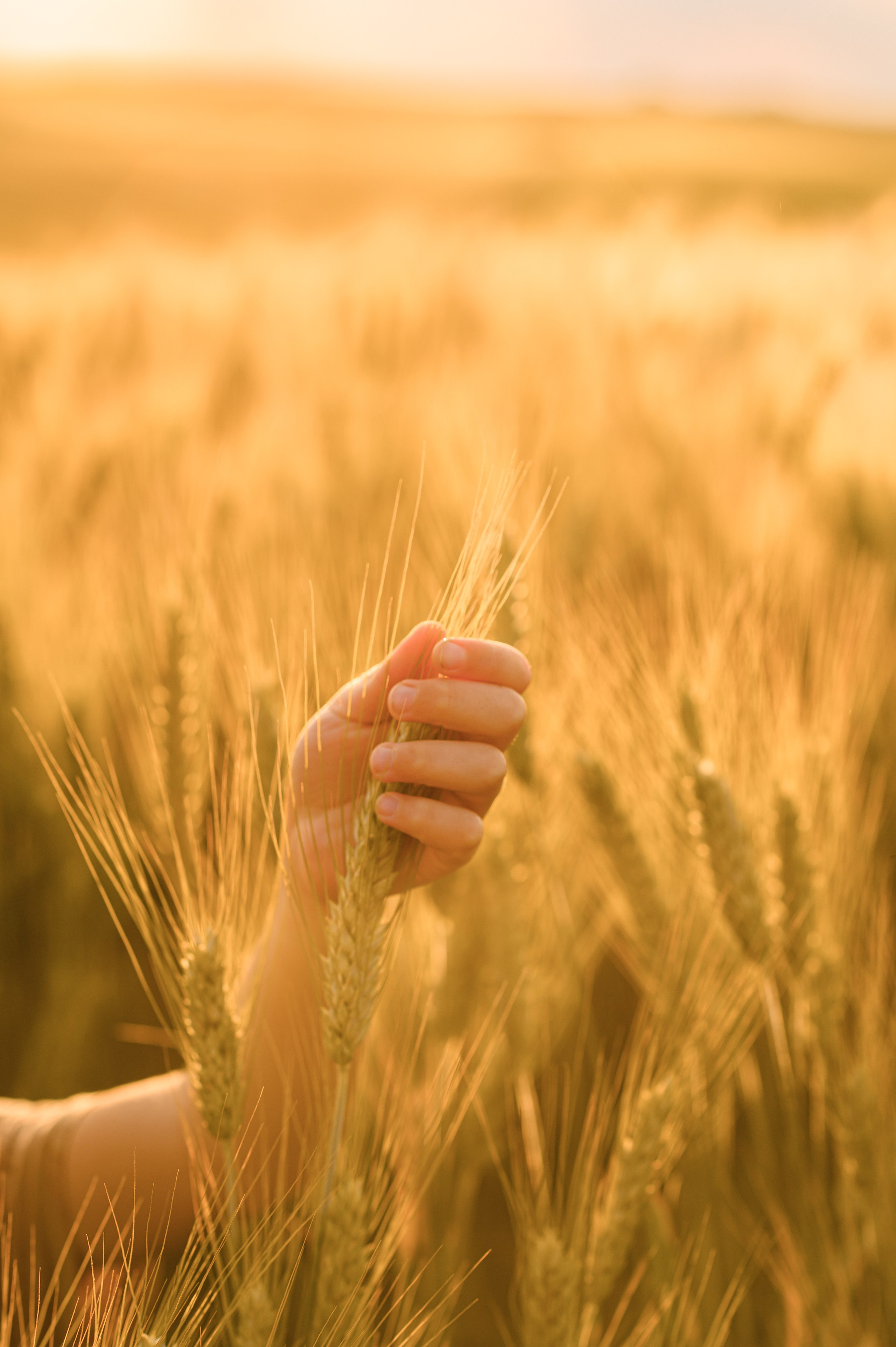 Wheat fields. Семейная, детская, портретная и предметная фотосъемка в Салониках