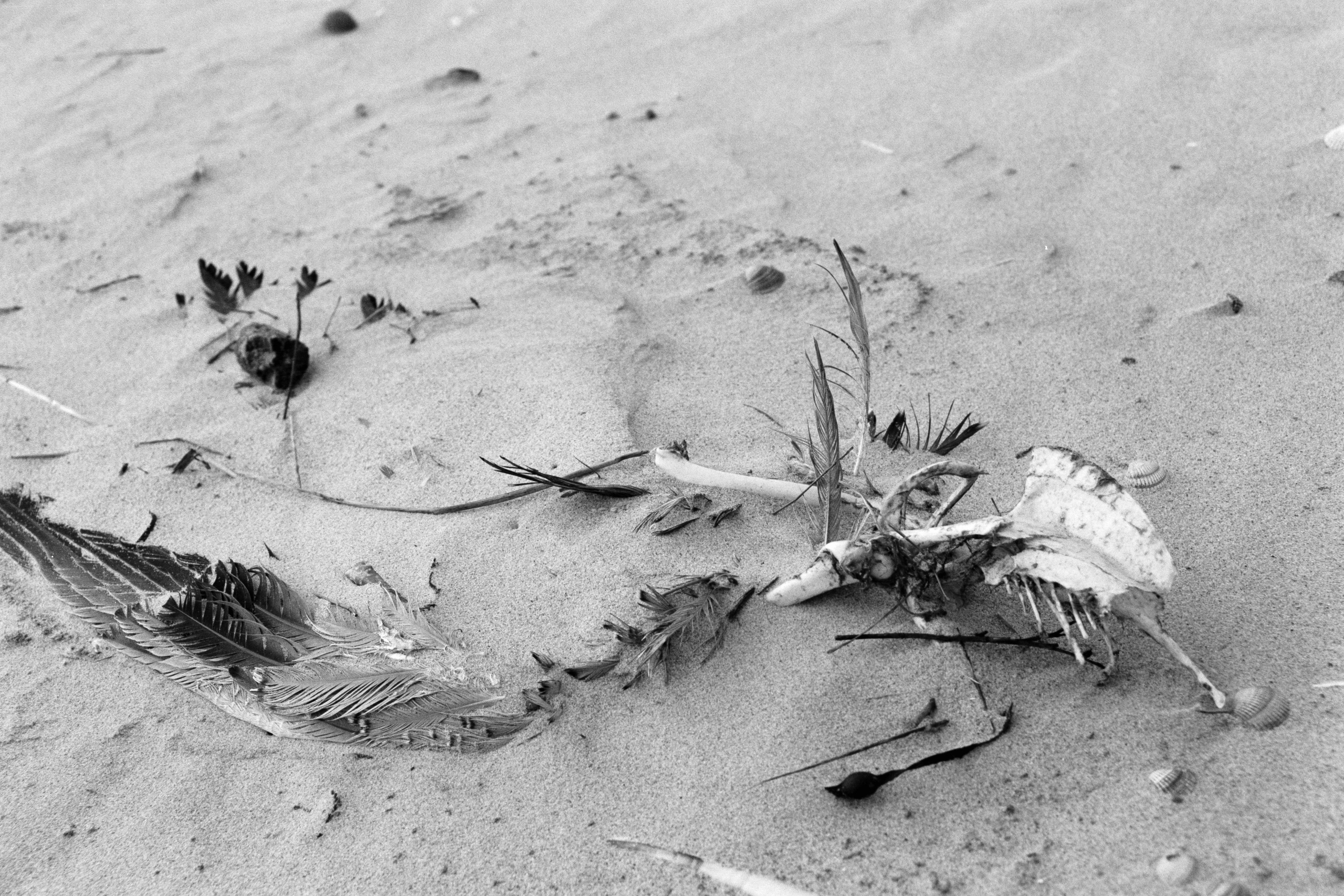 Memento. Nina Kordes - Visual Artist