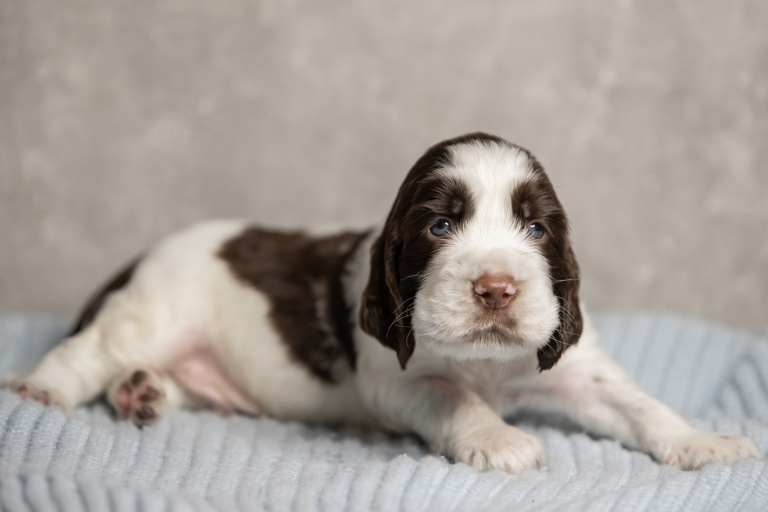 Male — Green collar 💚. Website of the titled stud dog of the Springer Spaniel breed