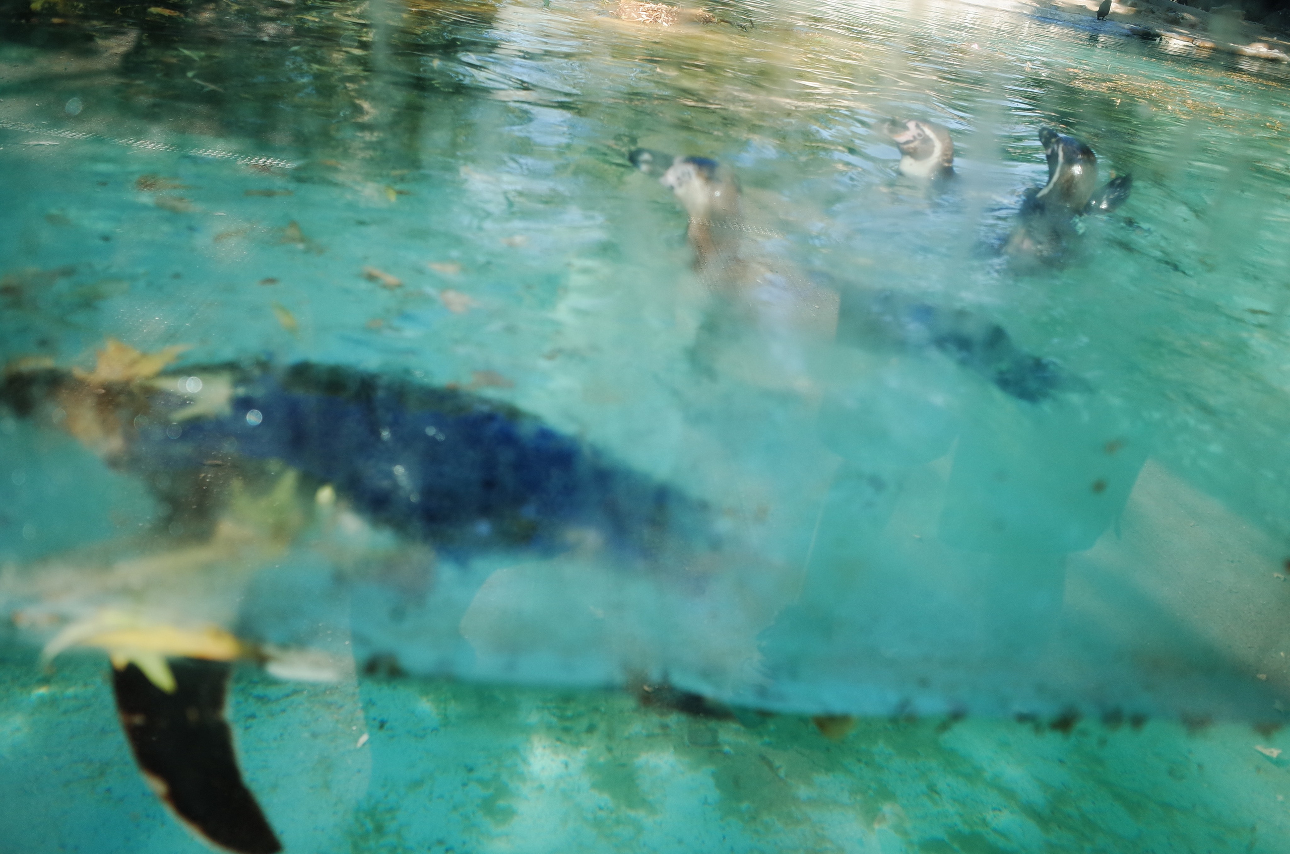 Little penguins. London zoo. Victoria Dini Photography