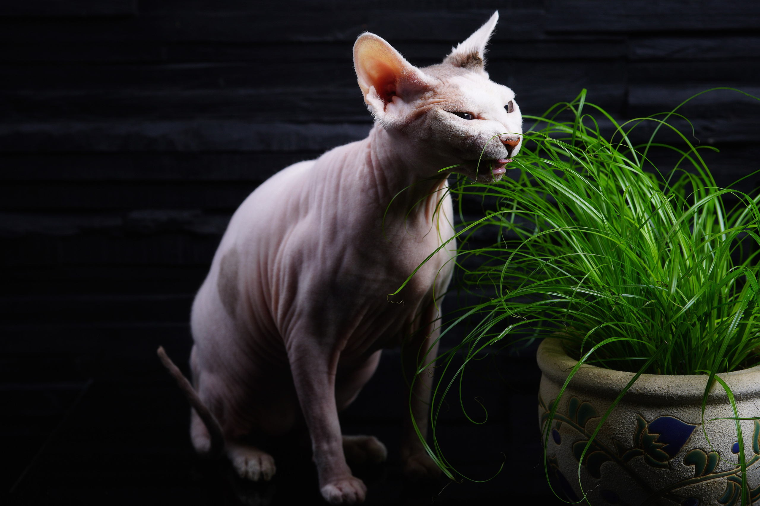 КОШКИ. LUKIN IGOR Photography