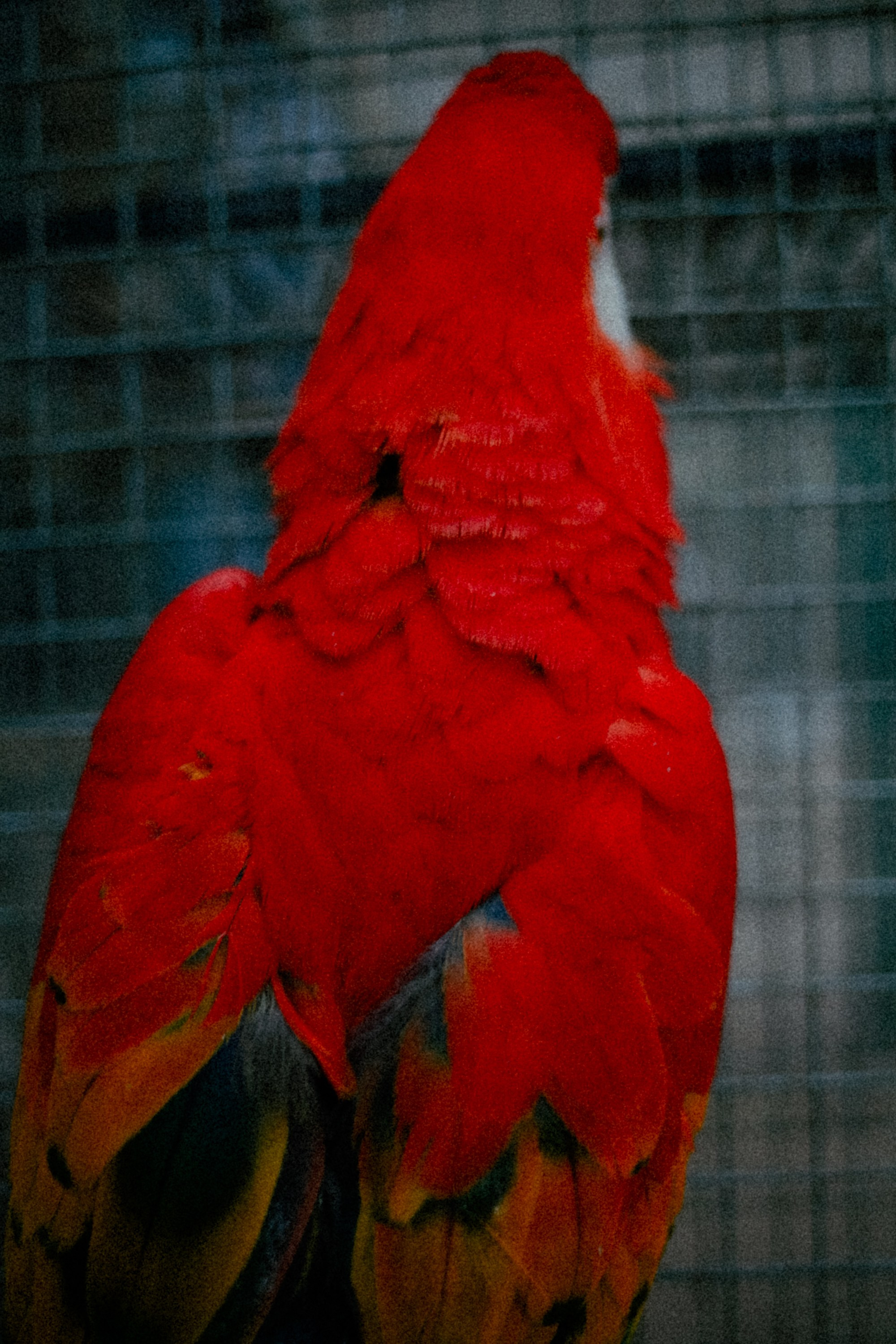 BIRDS. Marina Kálcheva – Photographer & Visual Artist in Barcelona