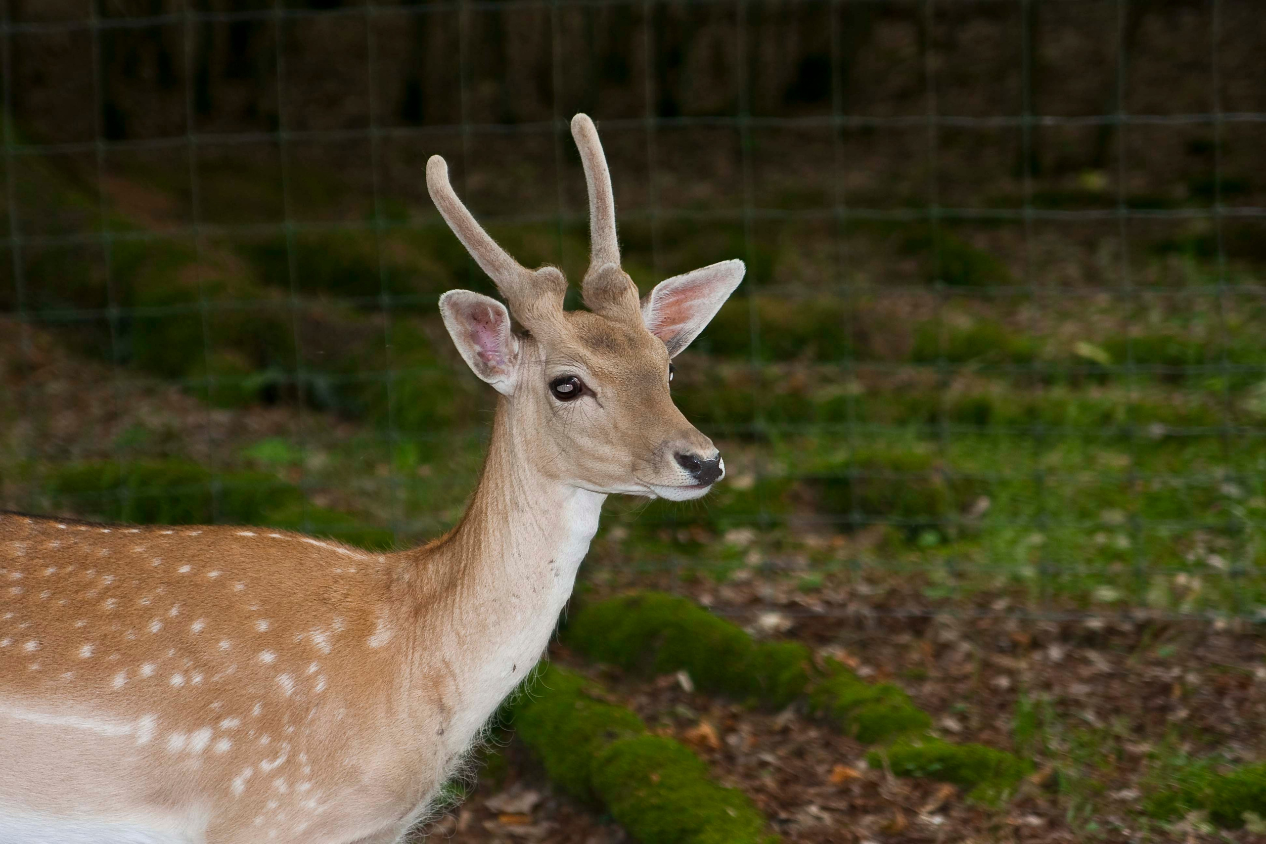 Wildpark Tambach. FOTO KREATIV