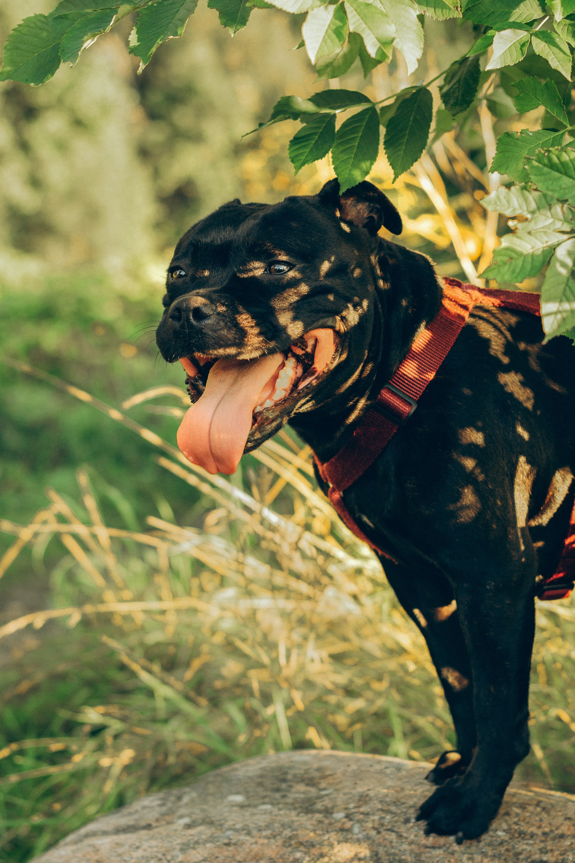 Severa and Barracuda, Staffordshire Bull Terriers. Kat Laisaar — Pet photographer in Tallinn