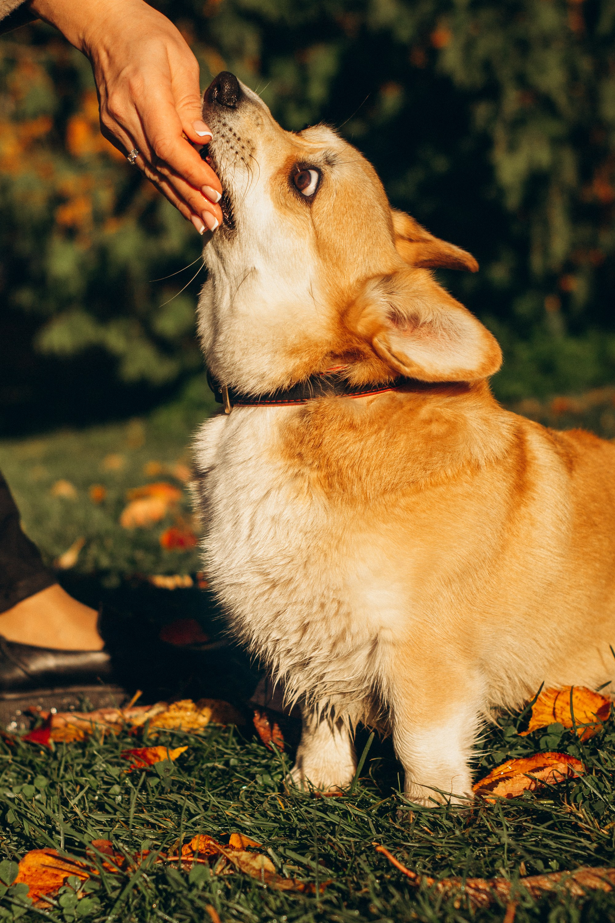Irina and her Teffy, Pembroke Welsh Corgi. Kat Laisaar — Pet photographer in Tallinn