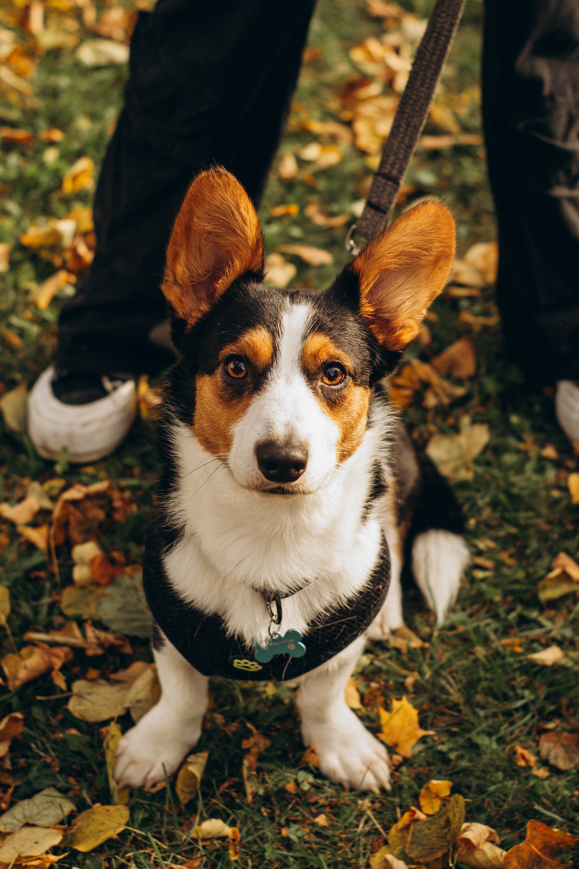 Corgi party, october. Kat Laisaar — Pet photographer in Tallinn