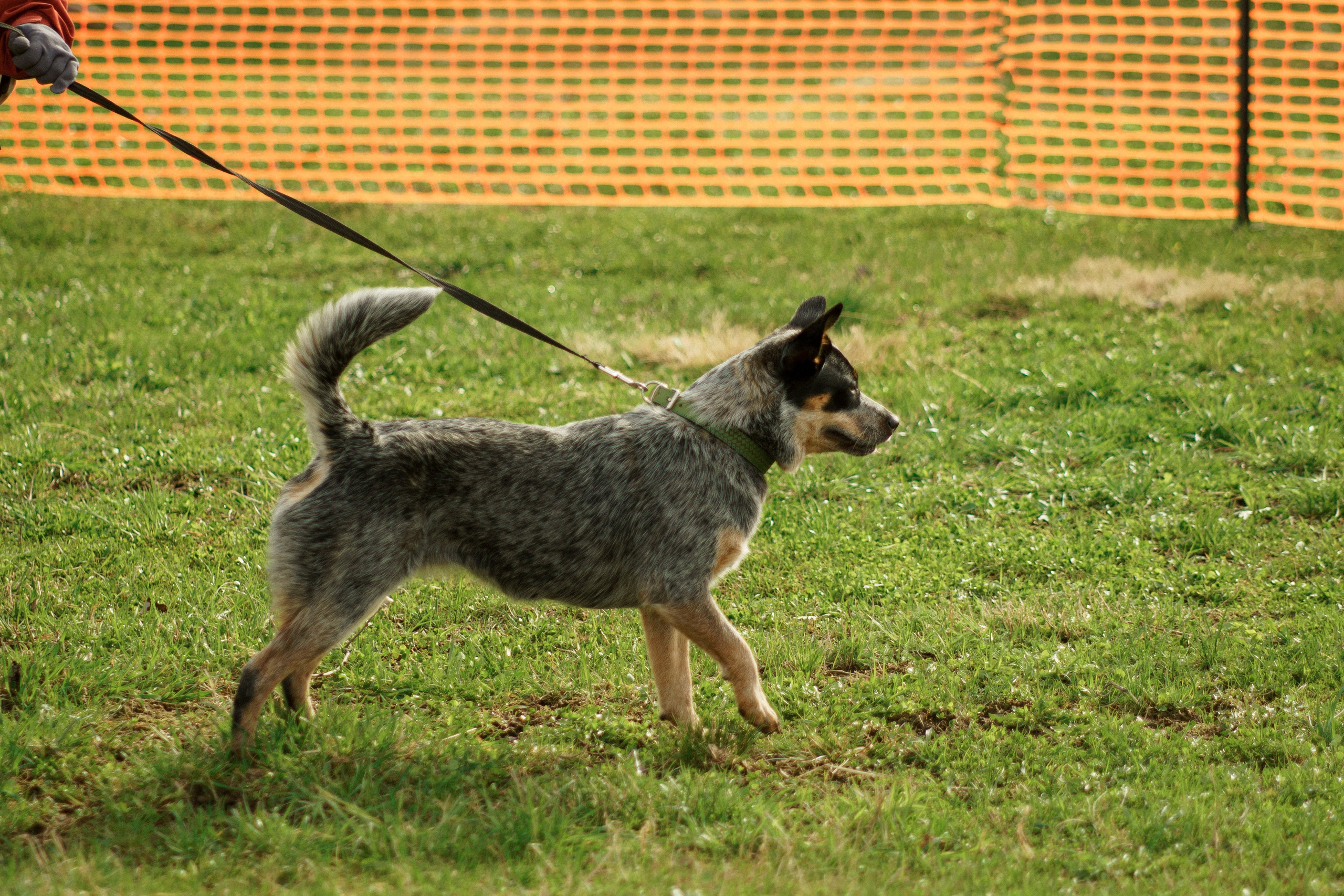 Herding Days, 26 apr. 2025. Kat Laisaar — Pet photographer in Tallinn