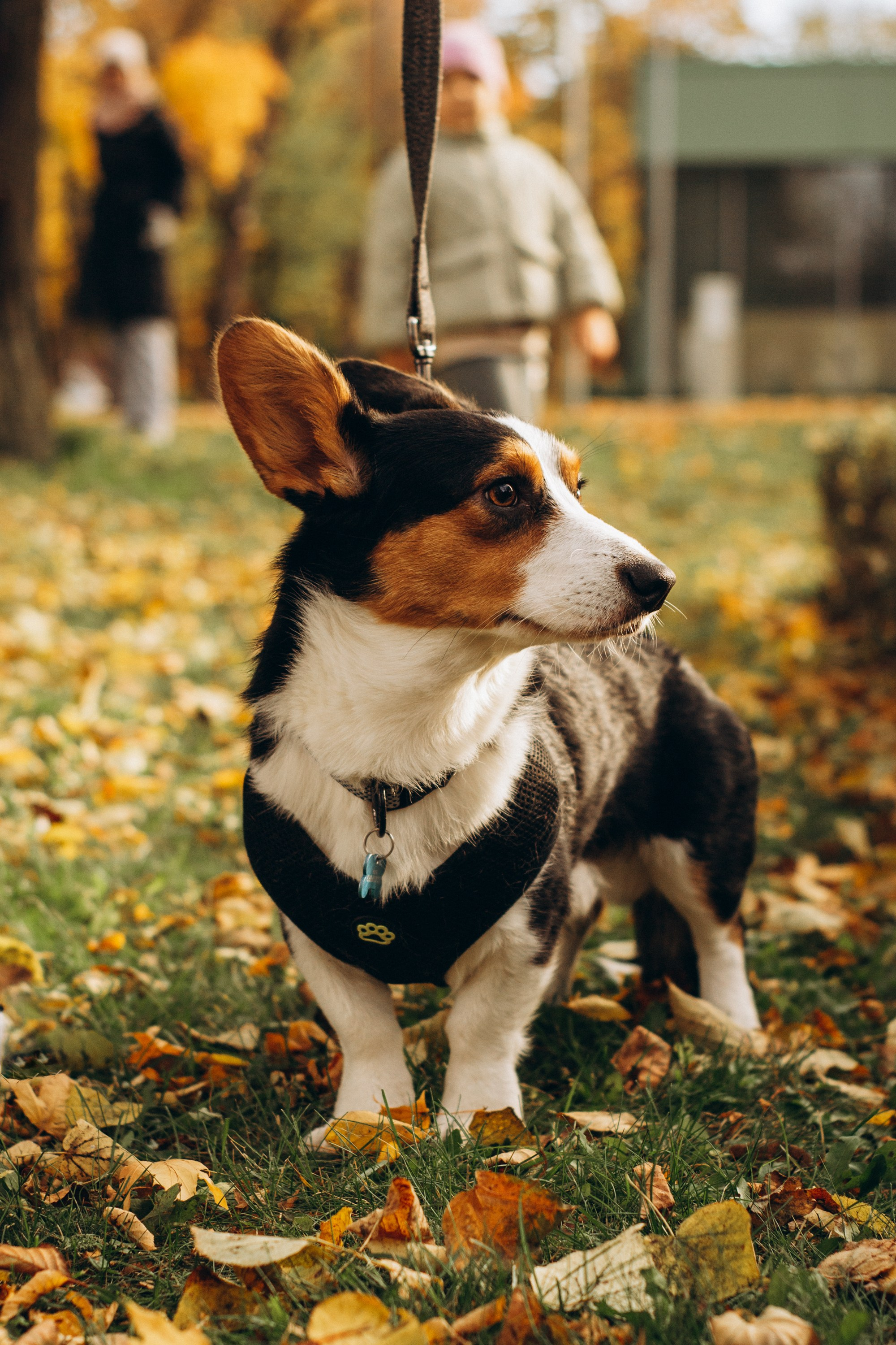 Corgi party, october. Kat Laisaar — Pet photographer in Tallinn