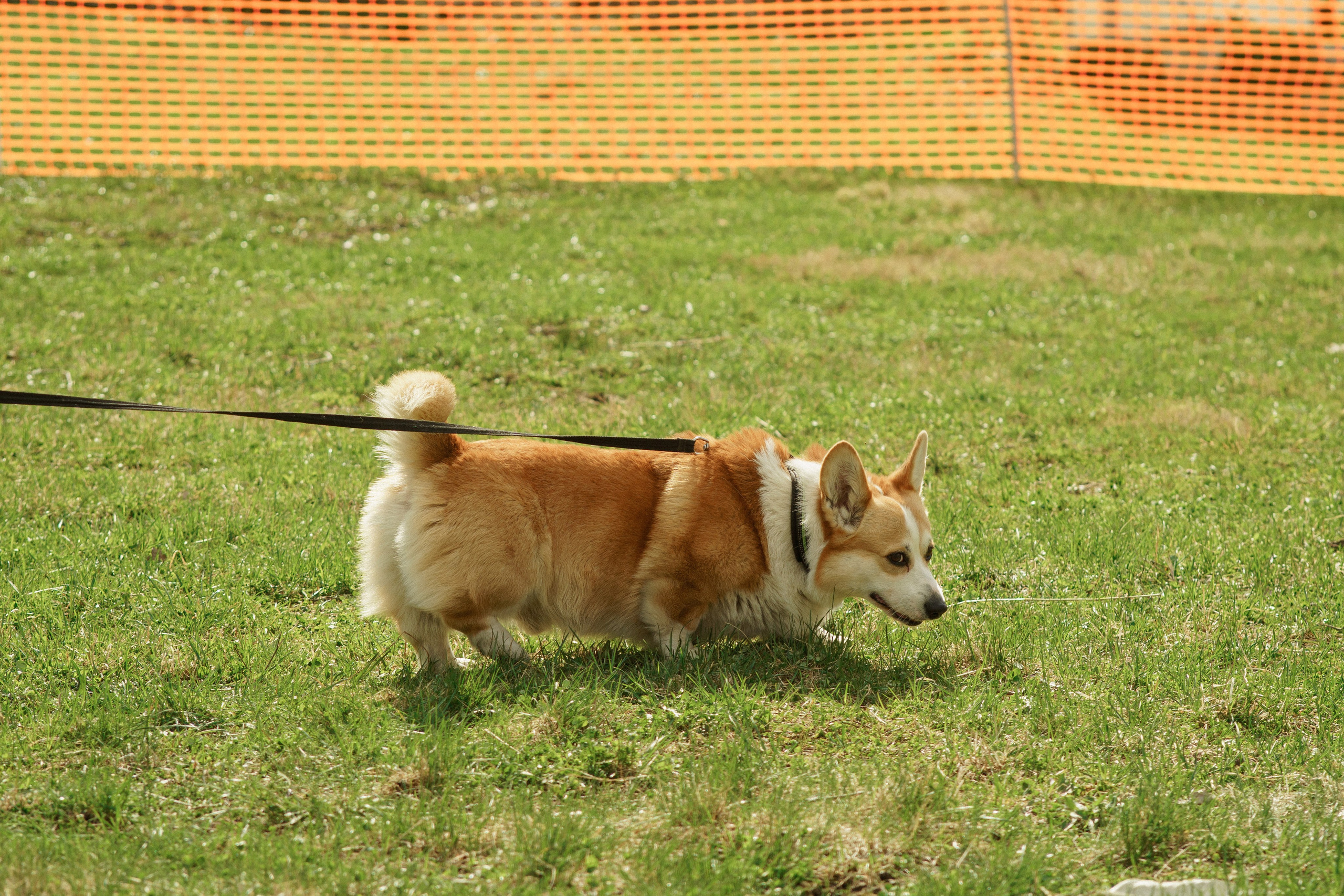 Herding Days, 26 apr. 2025. Kat Laisaar — Pet photographer in Tallinn