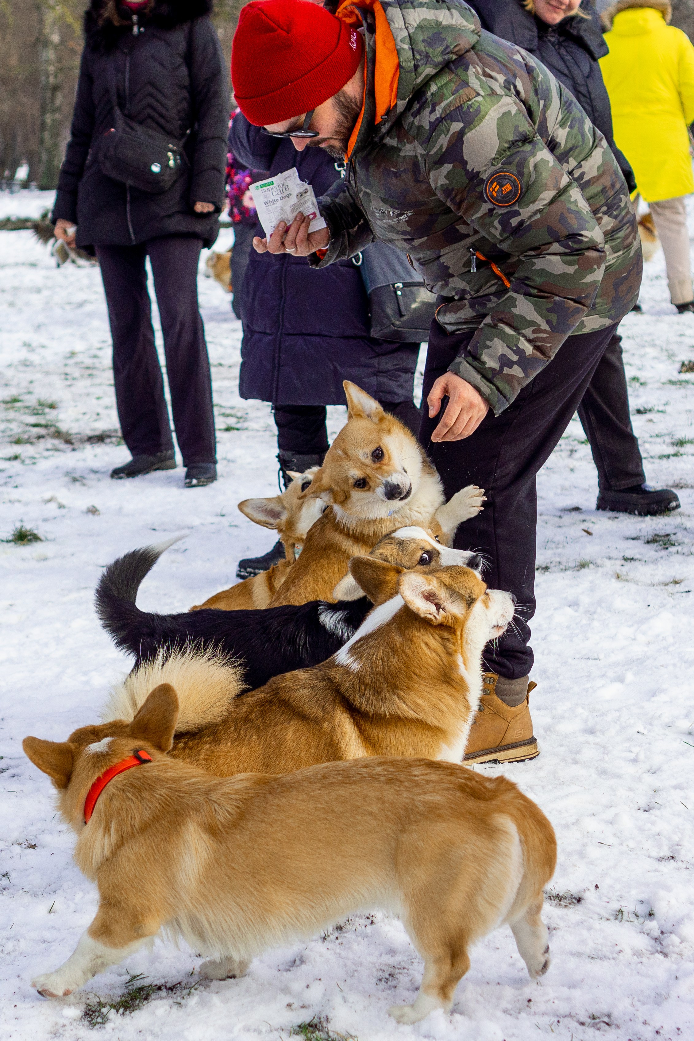 Corgi party, 23 feb. 2025. Kat Laisaar — Pet photographer in Tallinn