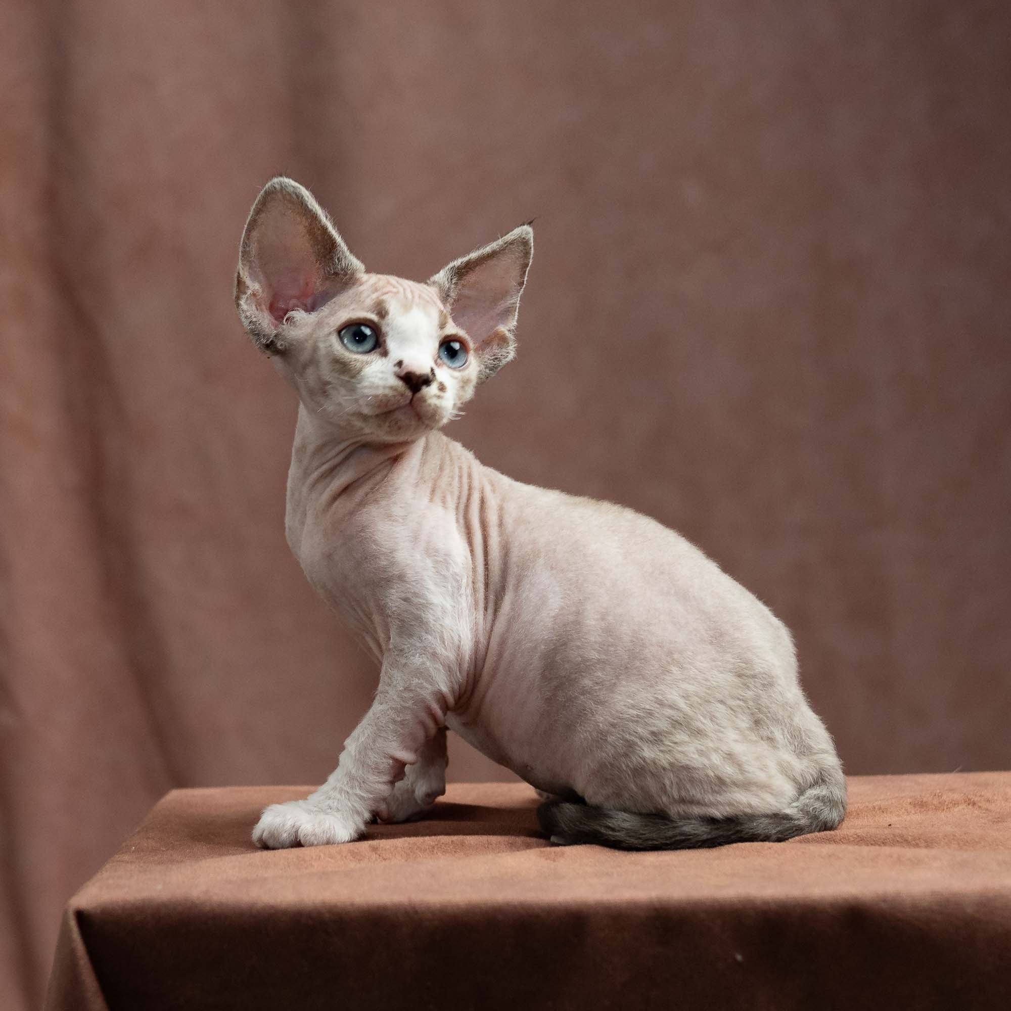 Frank, boy, born on 01.01.25. Devon Rex Pixie Cattery