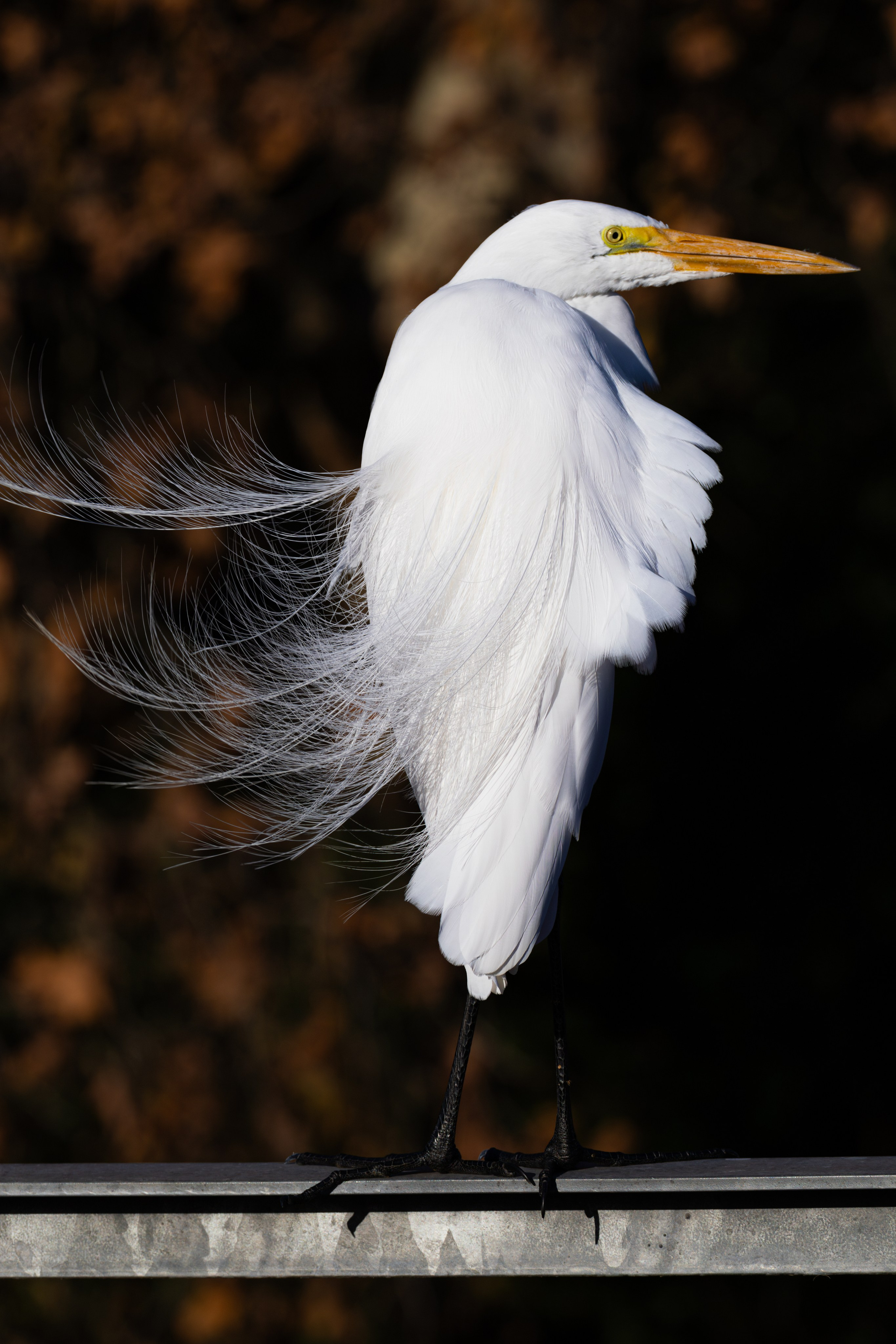 WildLife. Фотограф в Буэнос-Айресе