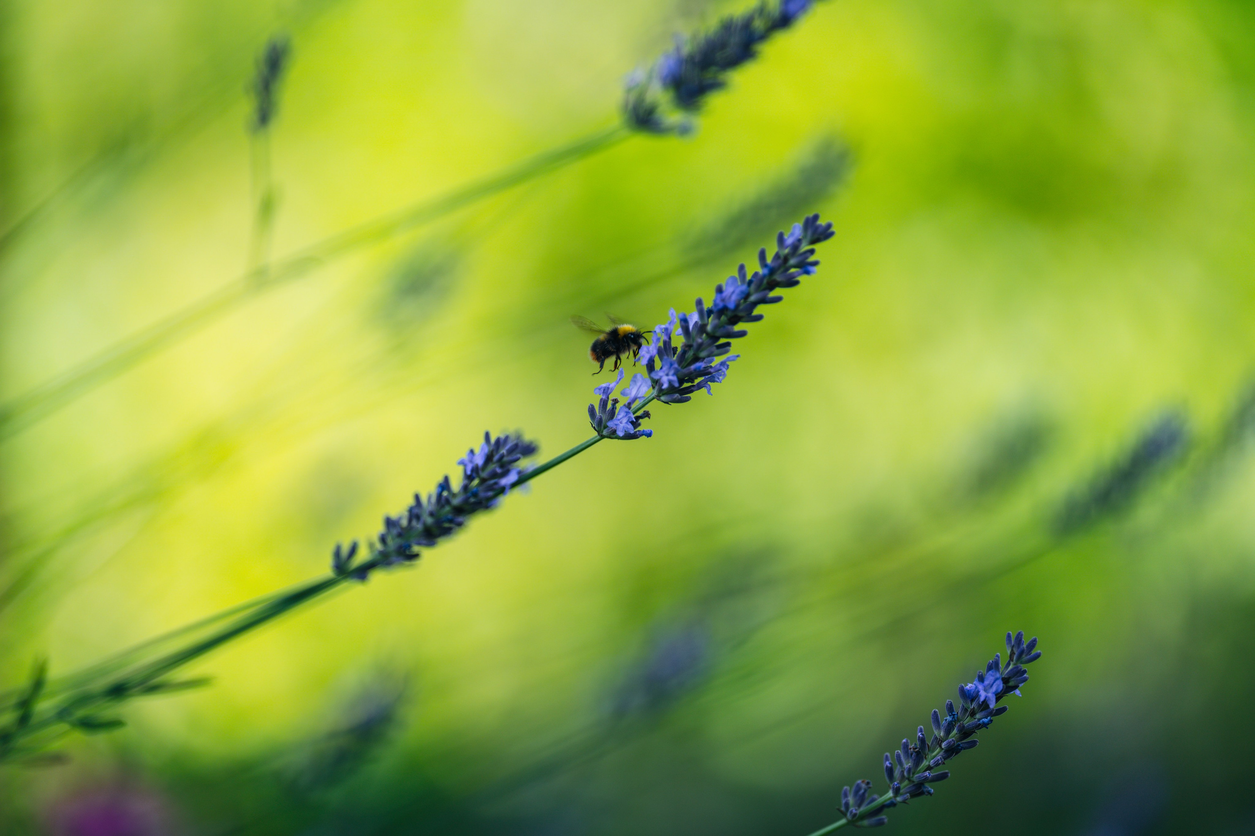 Landscape. Fotograf Poznan