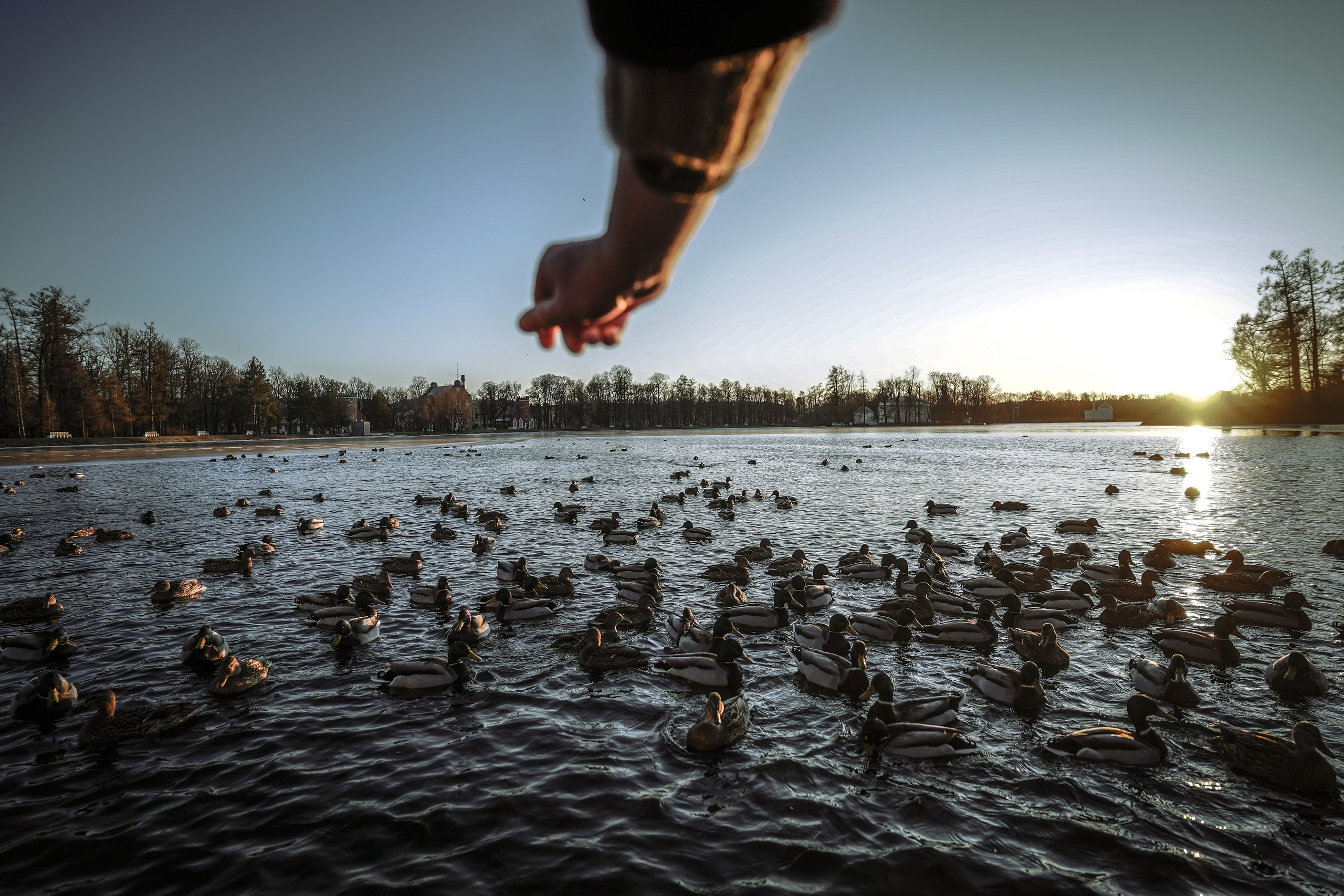 Пернатый психоз. Стрит-фотография, полная абсурда, идиотизма и красоты