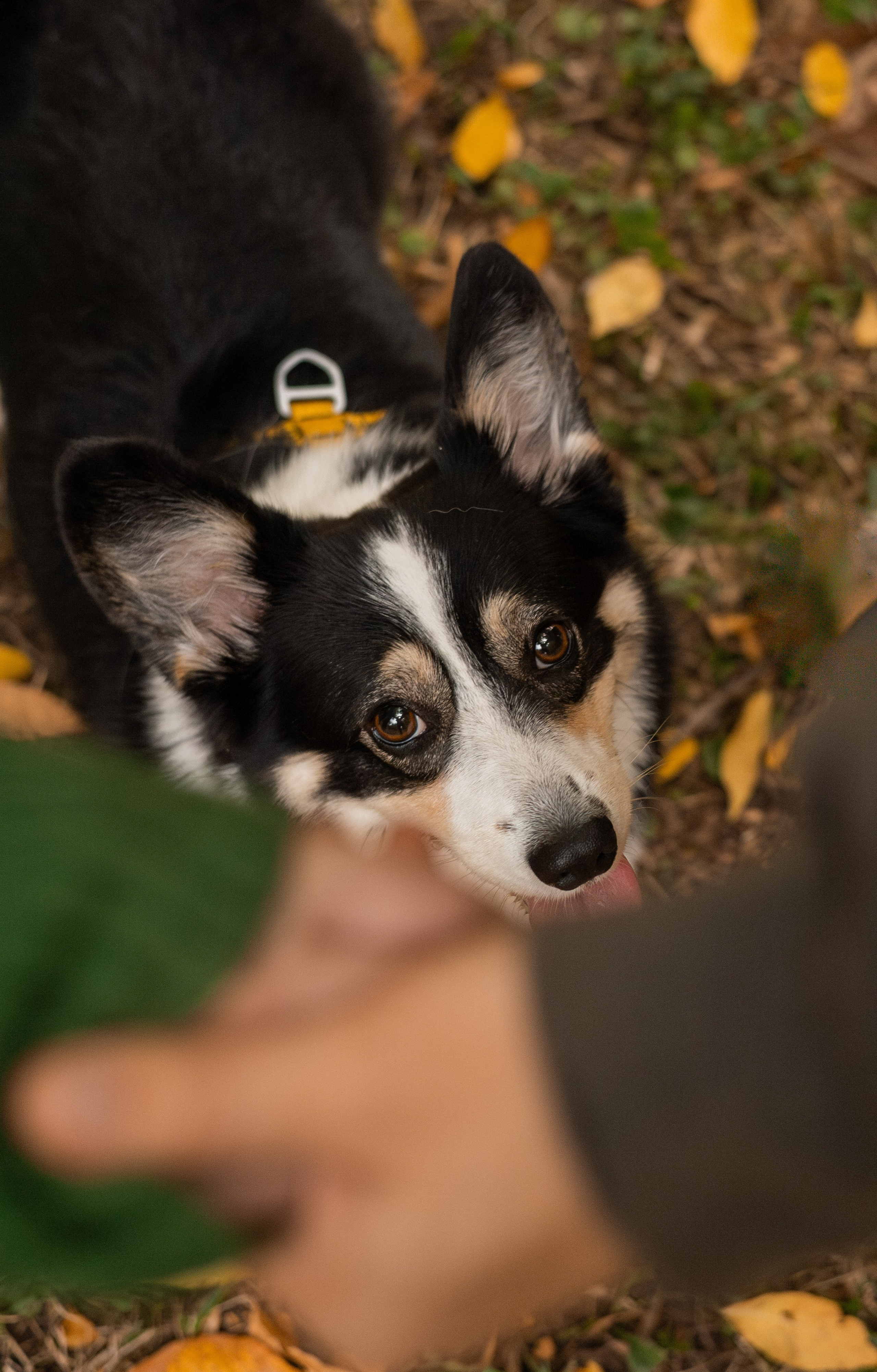 Даня, Аня и Плюша. Фотограф-анималист | Белград