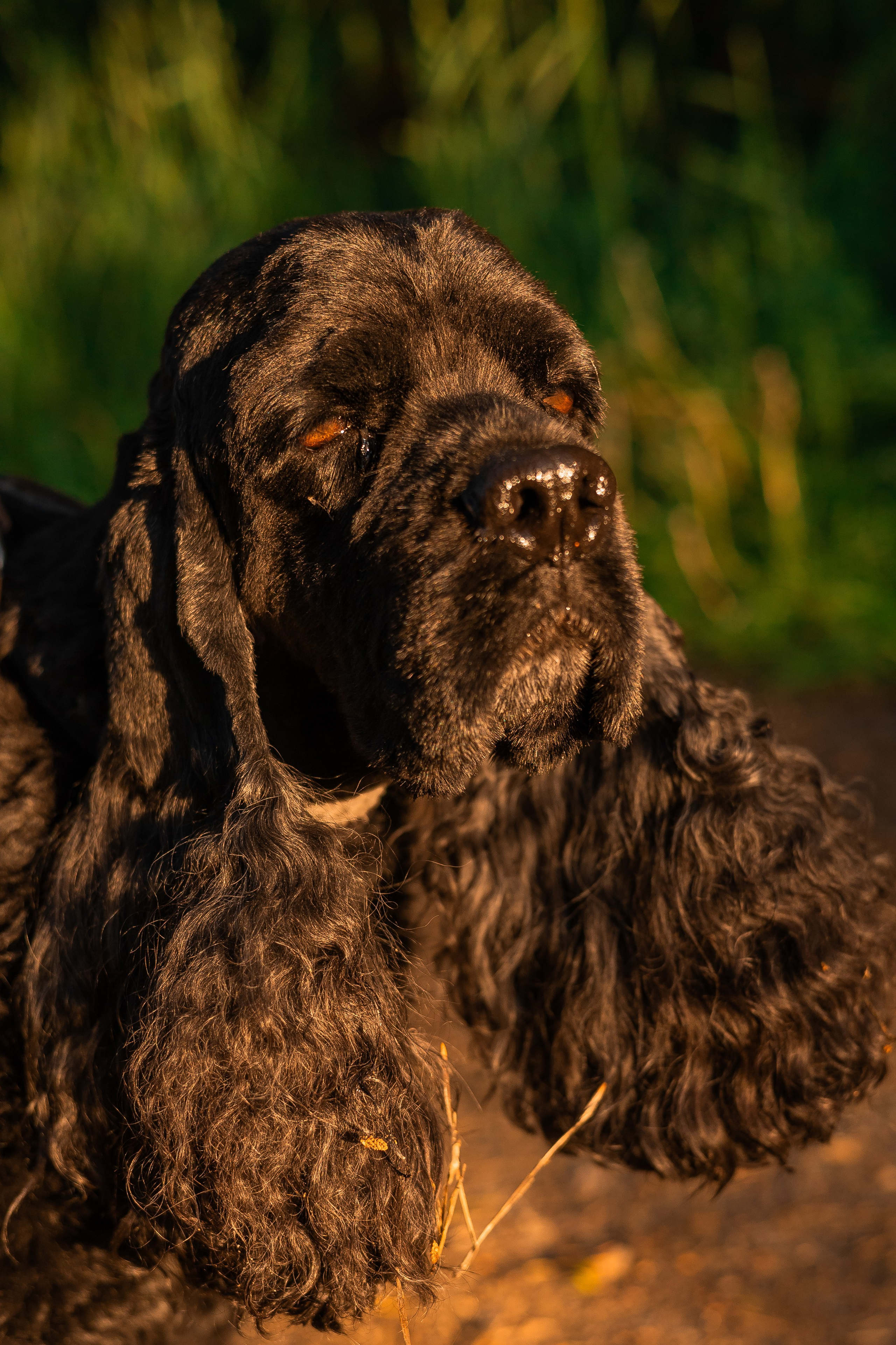 Александр, Катюша и Ендейк. Фотограф-анималист | Белград