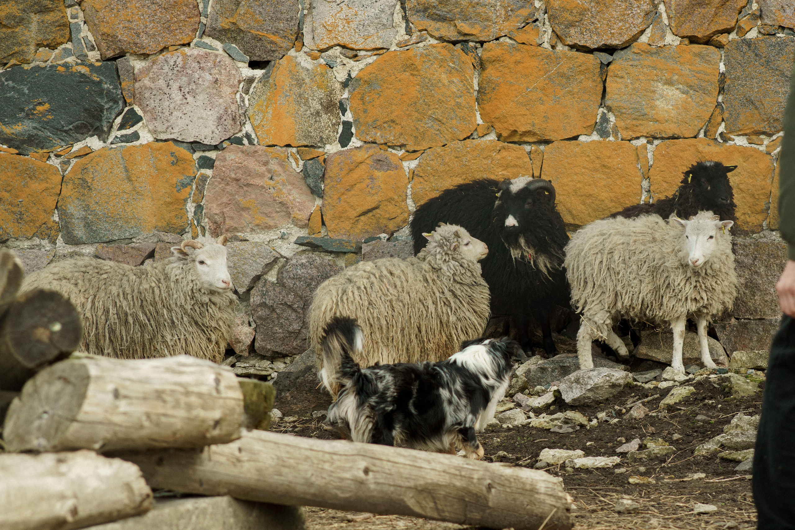 Herding Days, 26 apr. 2025. Kat Laisaar — Pet photographer in Tallinn