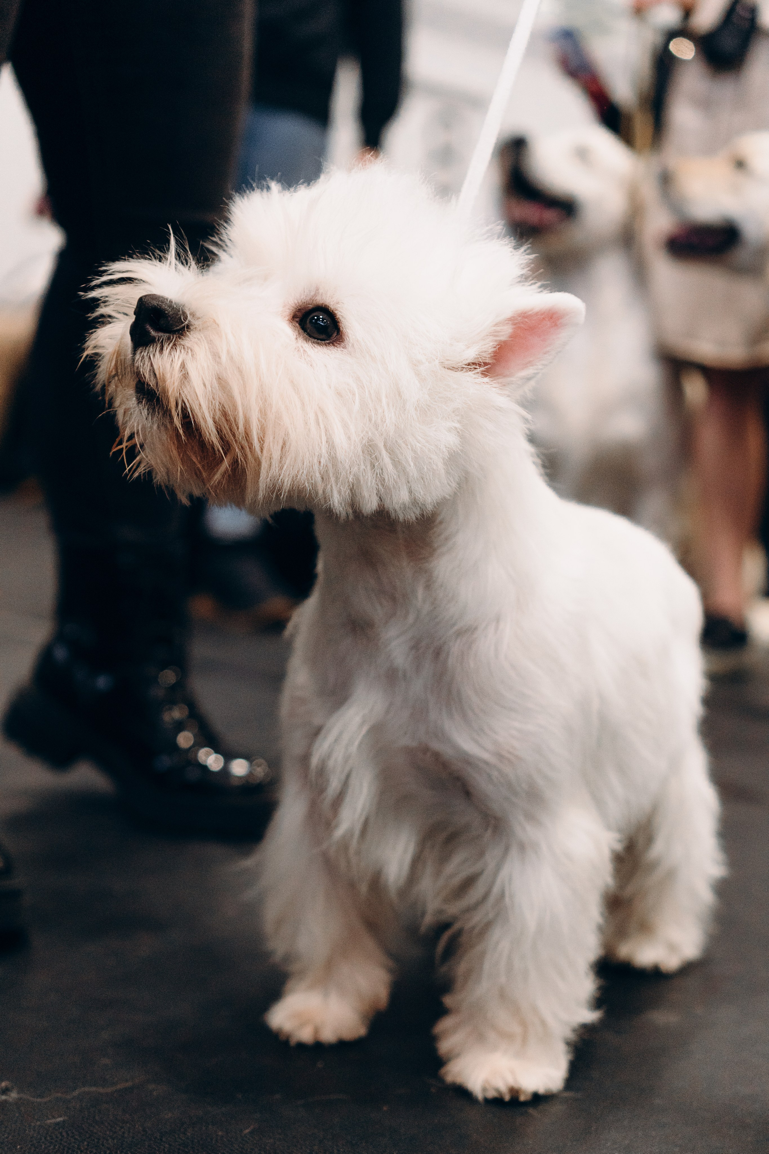 Pärnu dog weekend photo report. Kat Laisaar — Pet photographer in Tallinn