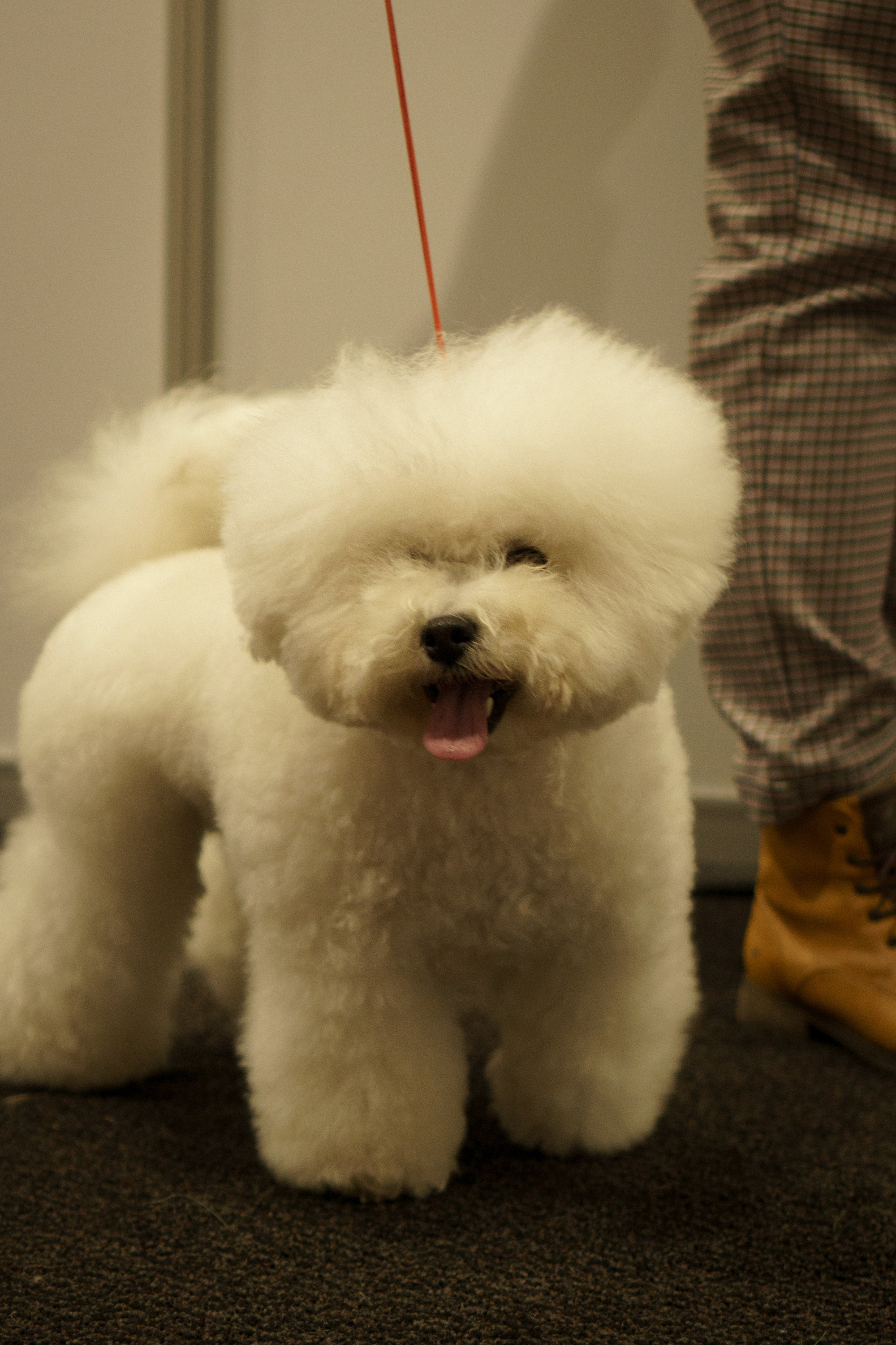 Tartu International Dog Show. Kat Laisaar — Pet photographer in Tallinn