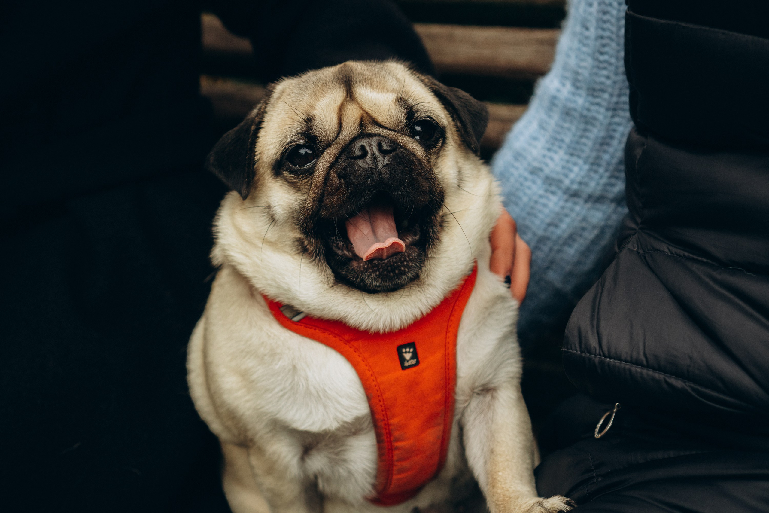 Jelena and her Sandy, Pug and Katja and her Safiir, Cardigan Welsh Corgi. Kat Laisaar — Pet photographer in Tallinn