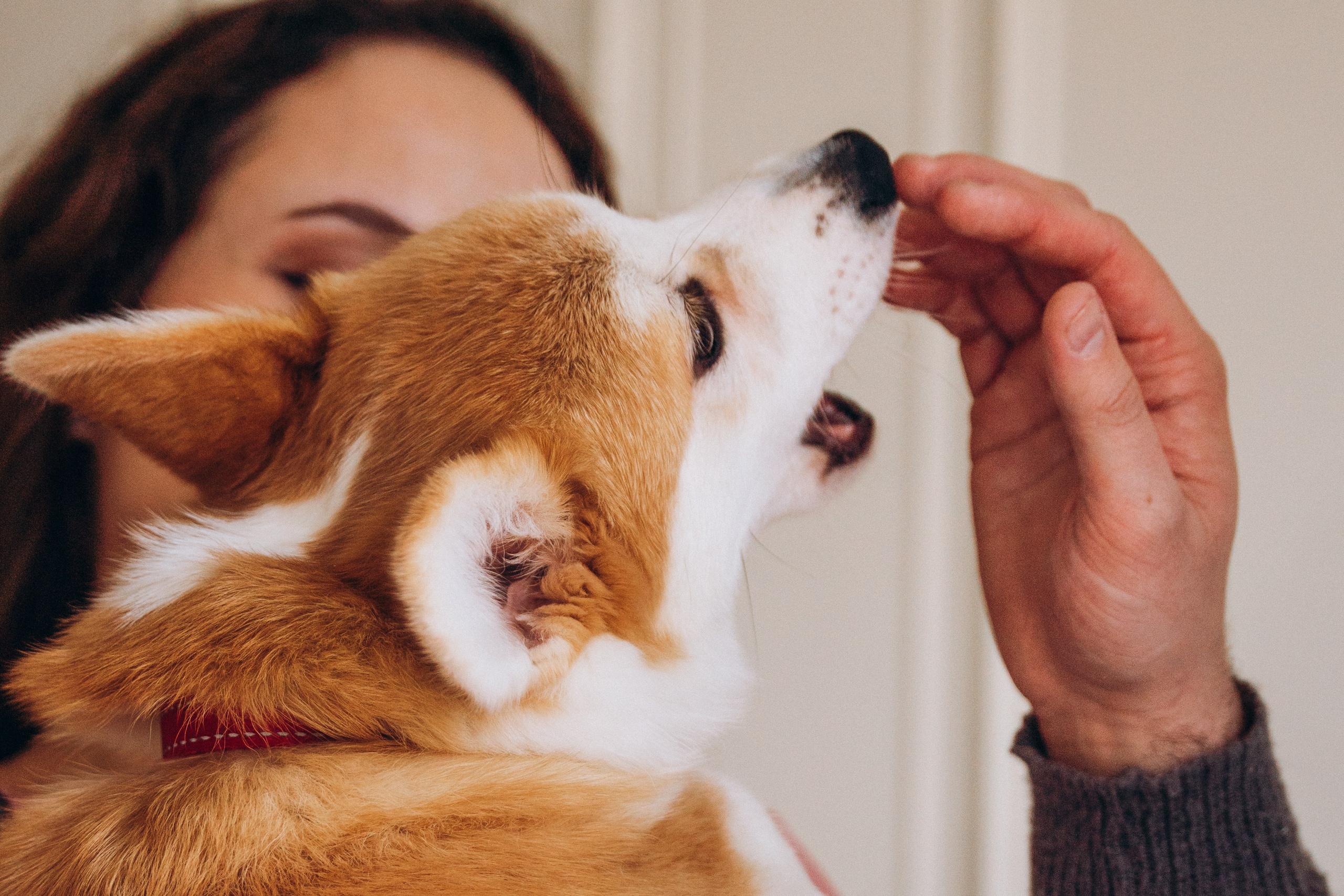 Mars & his Family. Kat Laisaar — Pet photographer in Tallinn
