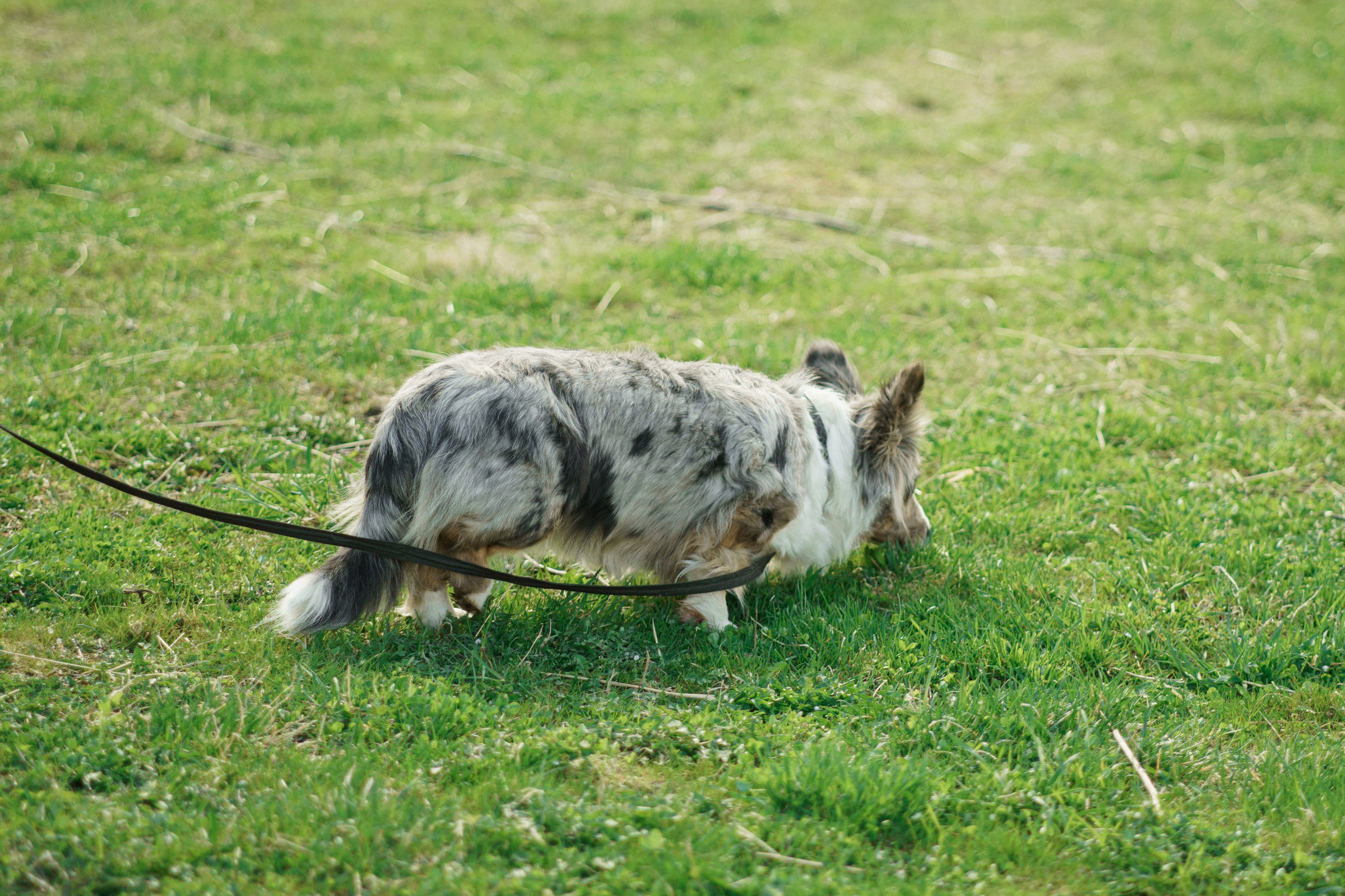 Herding Days, 26 apr. 2025. Kat Laisaar — Pet photographer in Tallinn