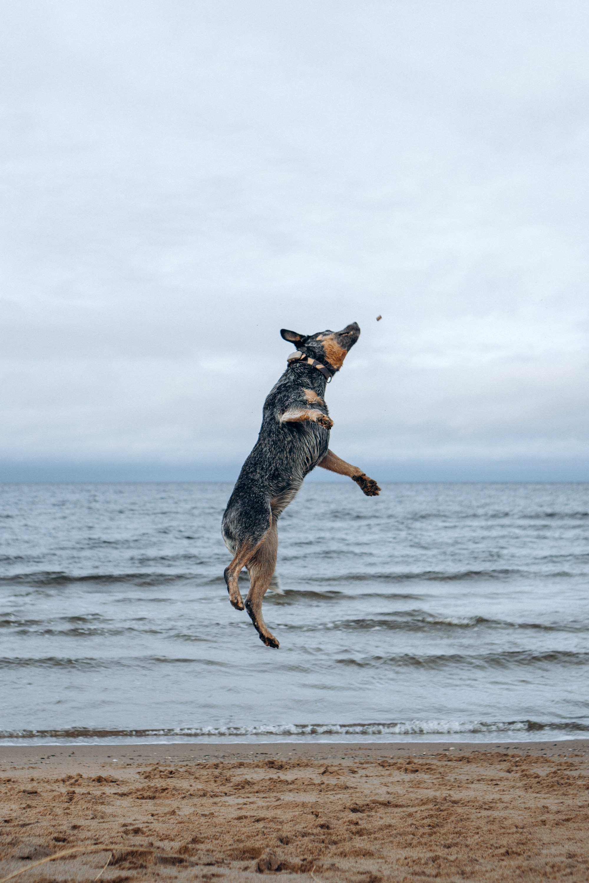Polina and her Dakota, Australian Cattle Dog. Kat Laisaar — Pet photographer in Tallinn