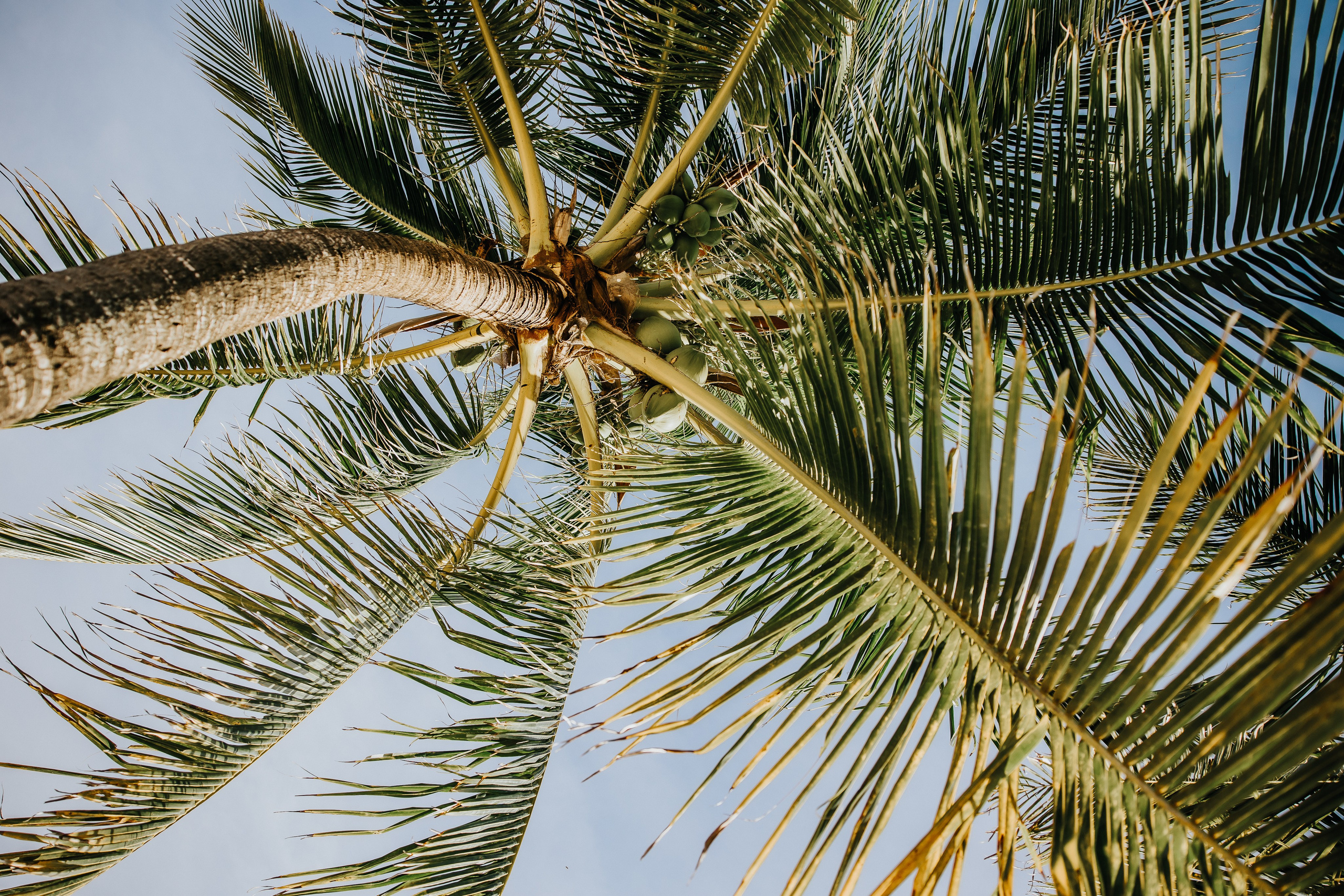 Heather & Jose wedding. Alya Leto Photographer