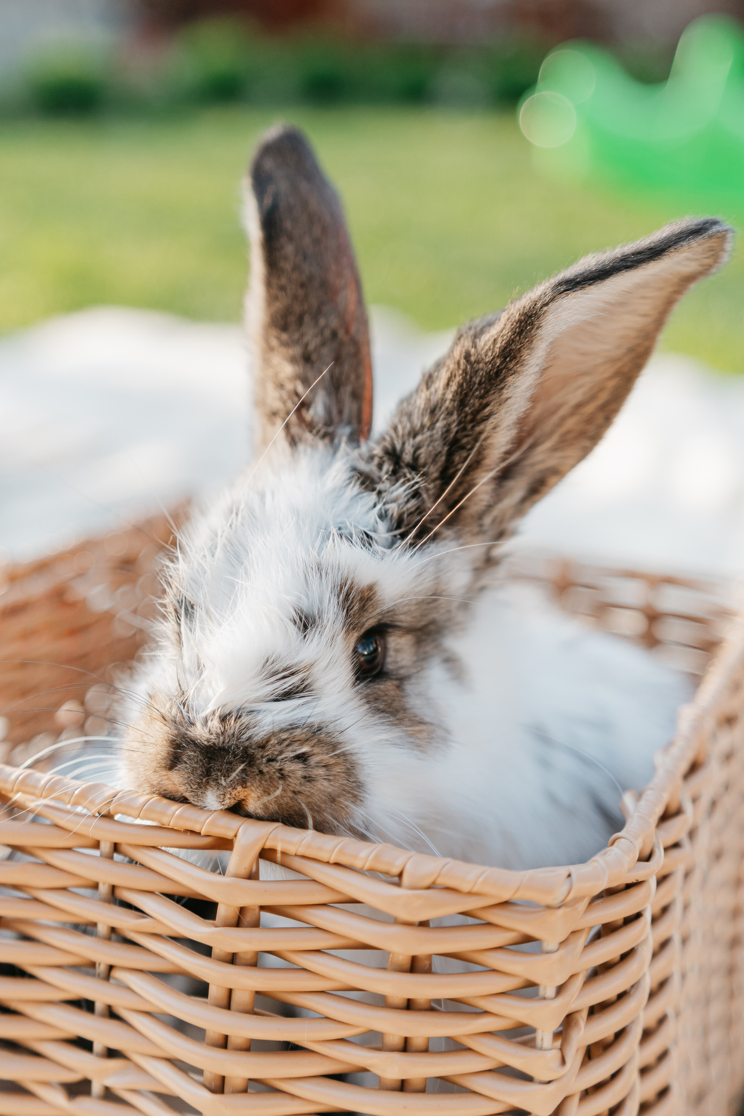 EASTER. Ars Vidi | Digital Solutions