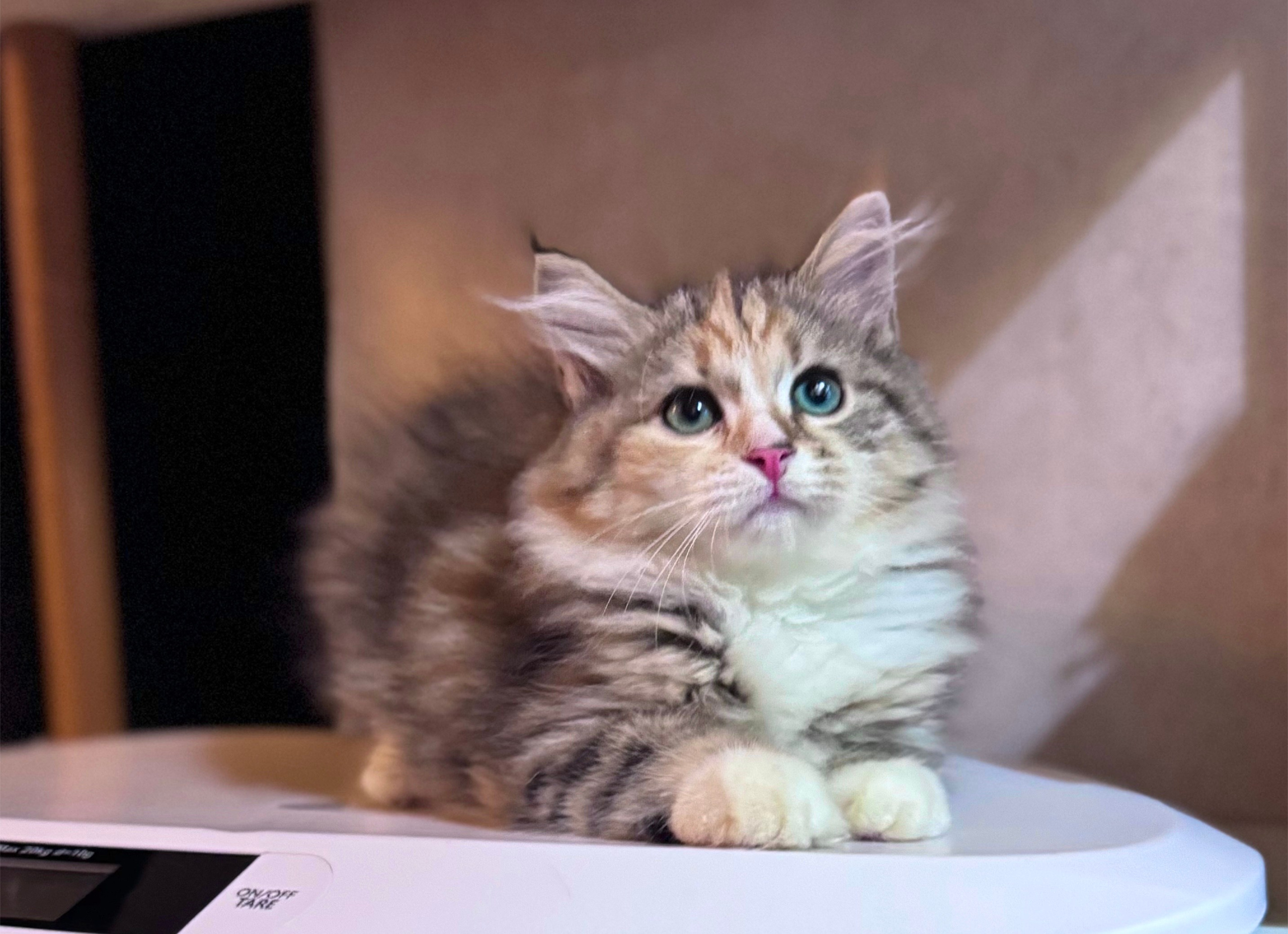 LEMON GREEN SIBERIANS LITTER OTMA